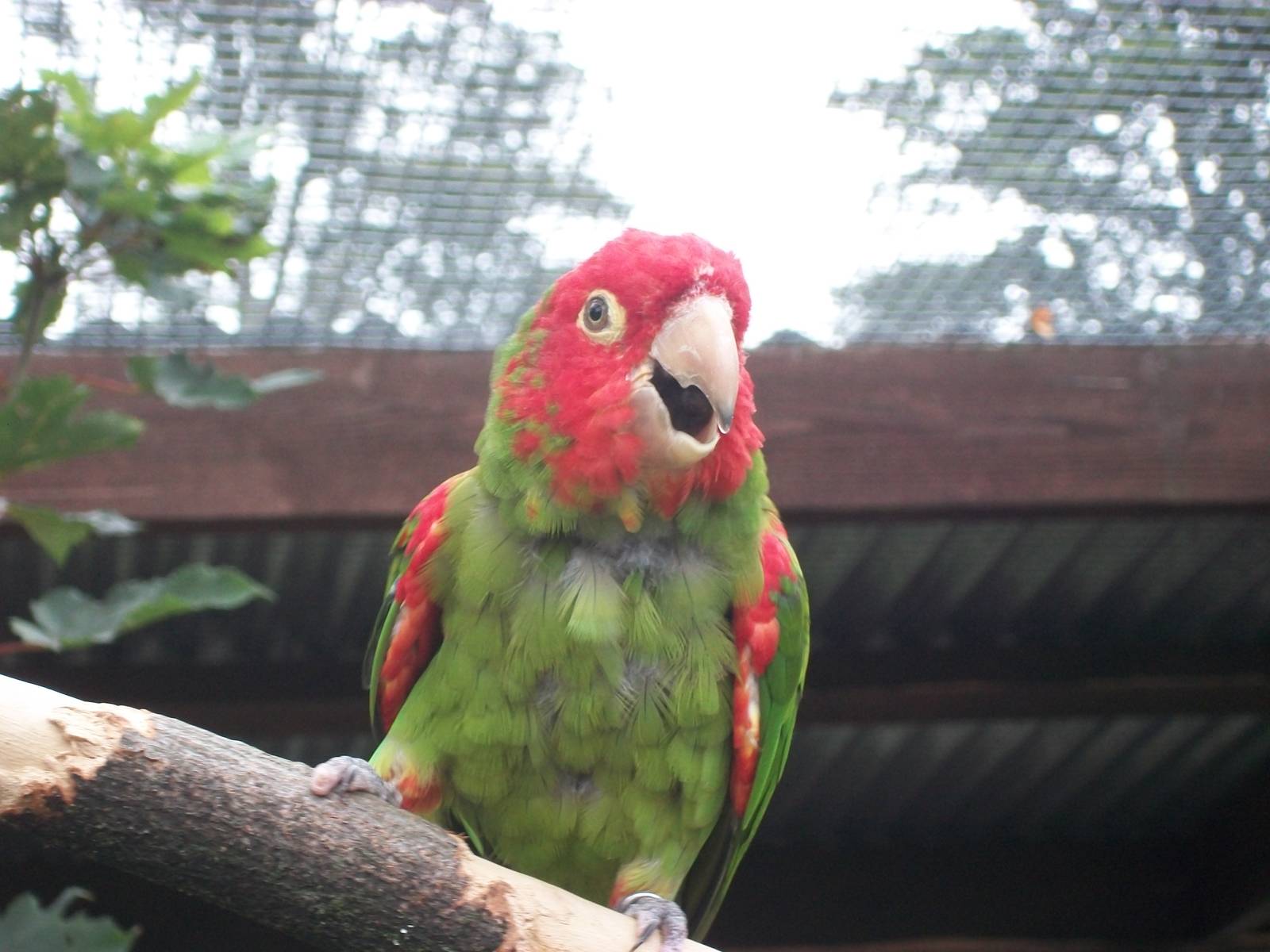 Red-masked Conure, 21st September 2014