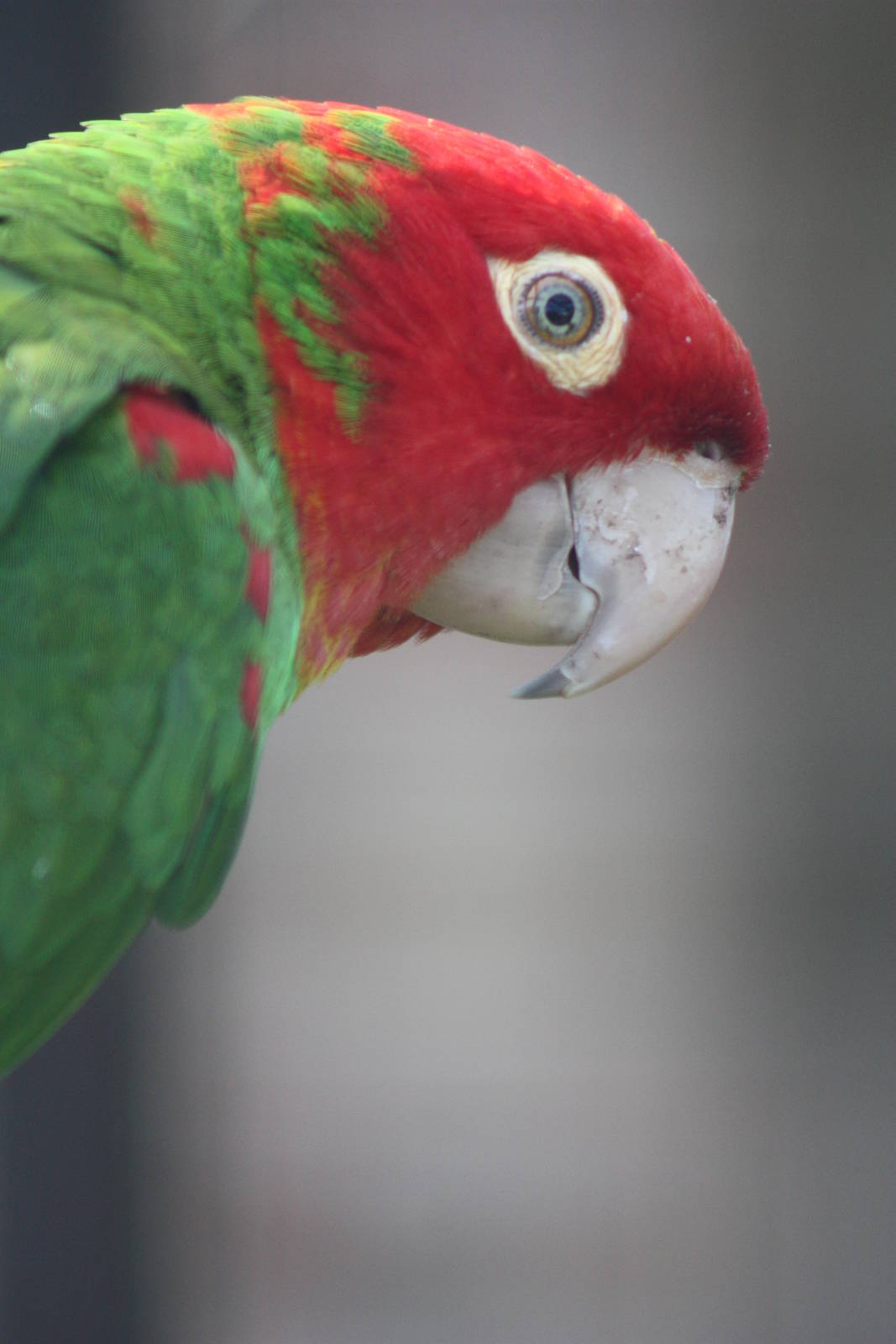 Red-masked Conure, 26th May 2014