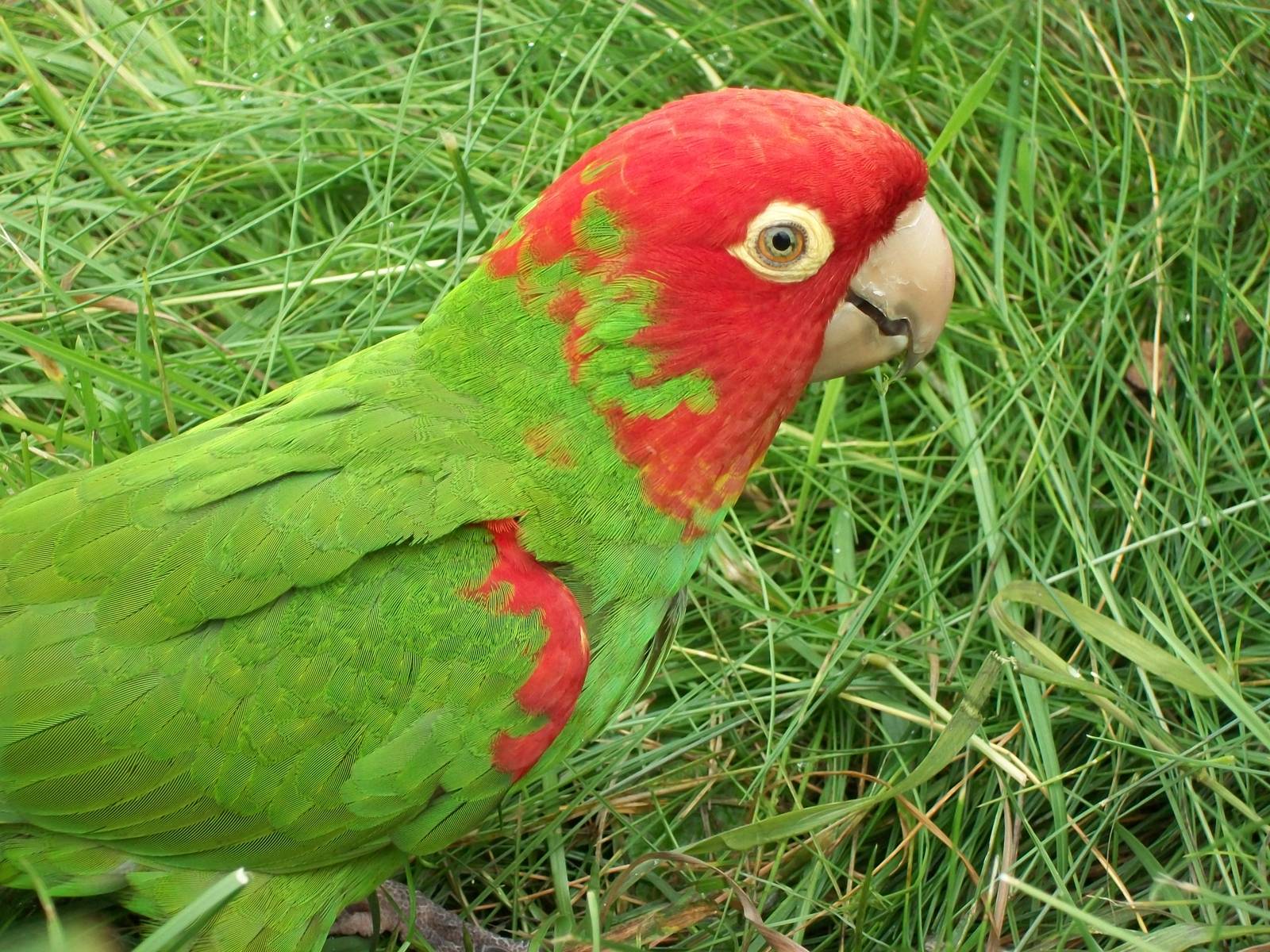 Red-masked Conure, 7th June 2014