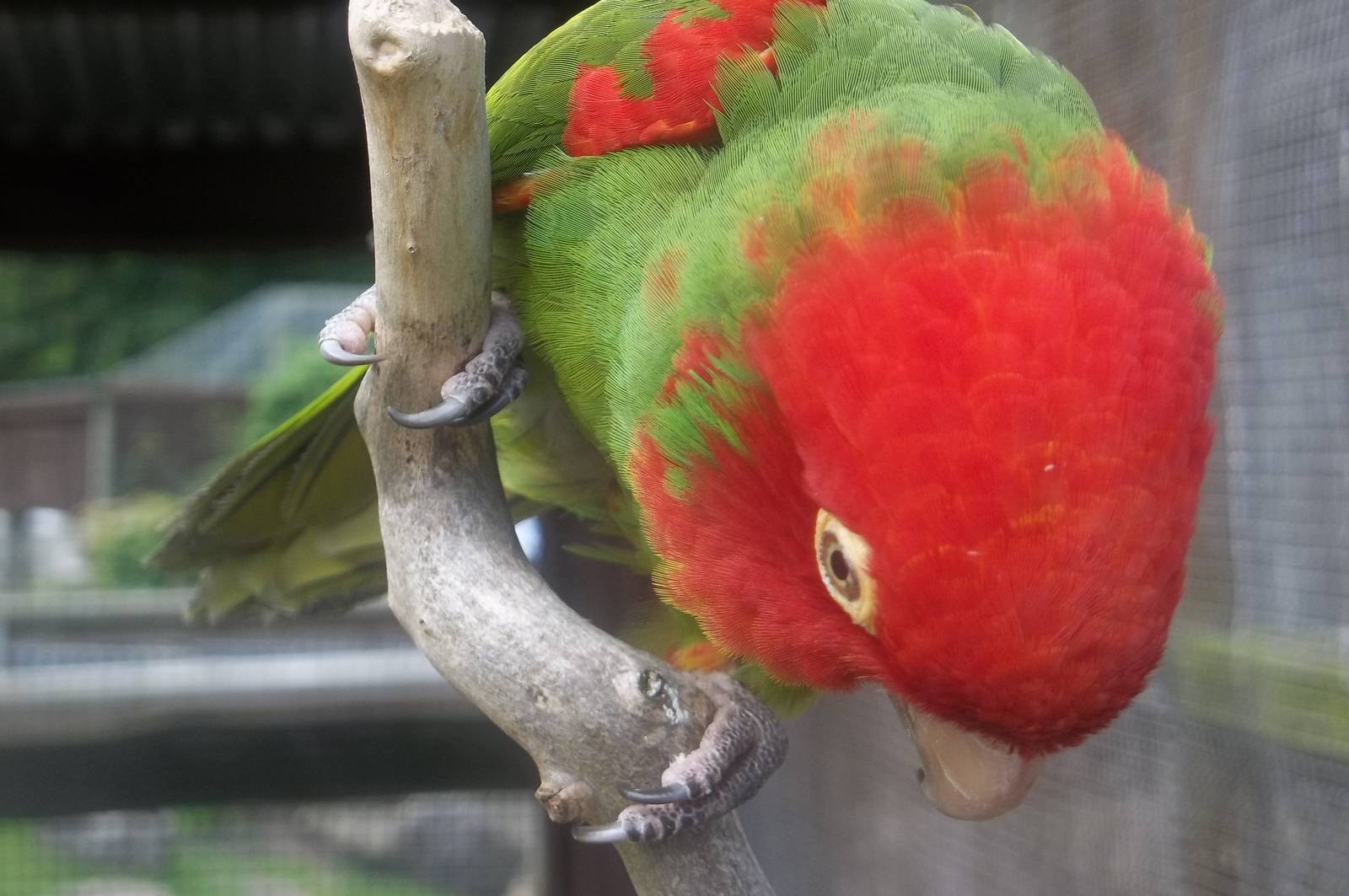 Red-masked Conure close-up, 25th June 2016