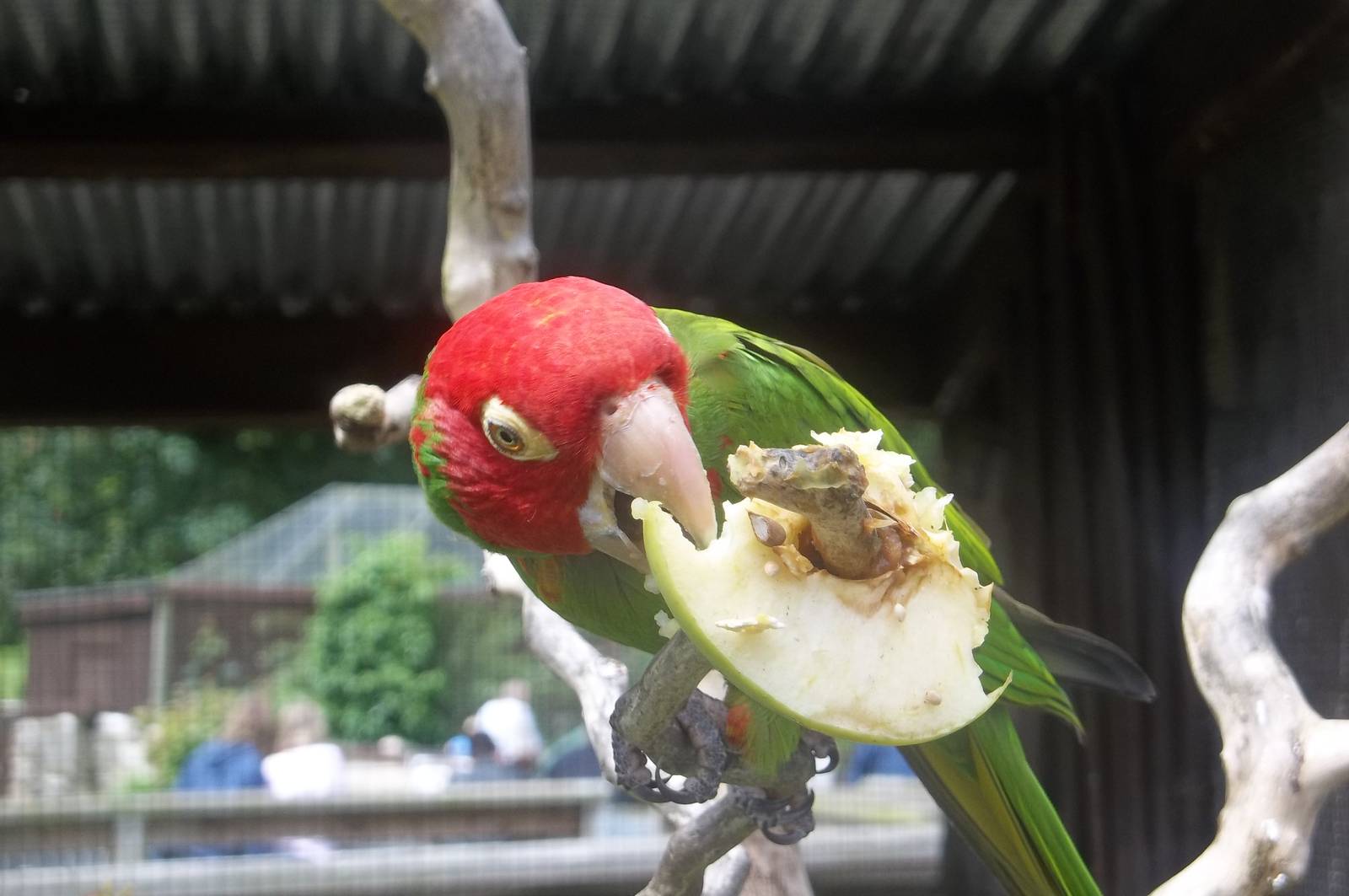 Red-masked Conure enrichment, 1st July 2016