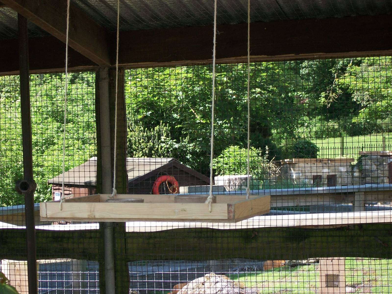 Red-masked Conure feeding station, 6th June 2014