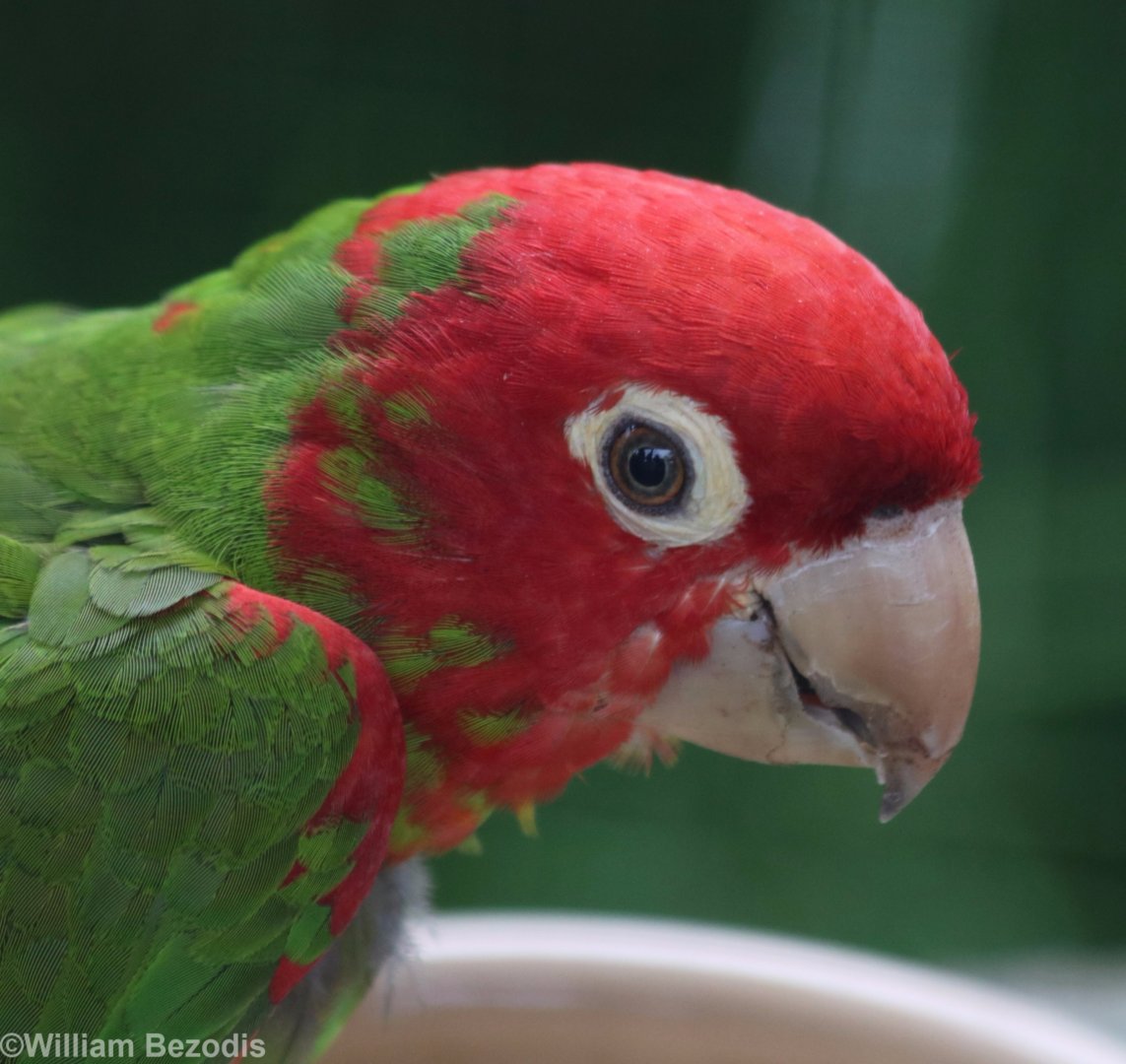 Red-masked Conure