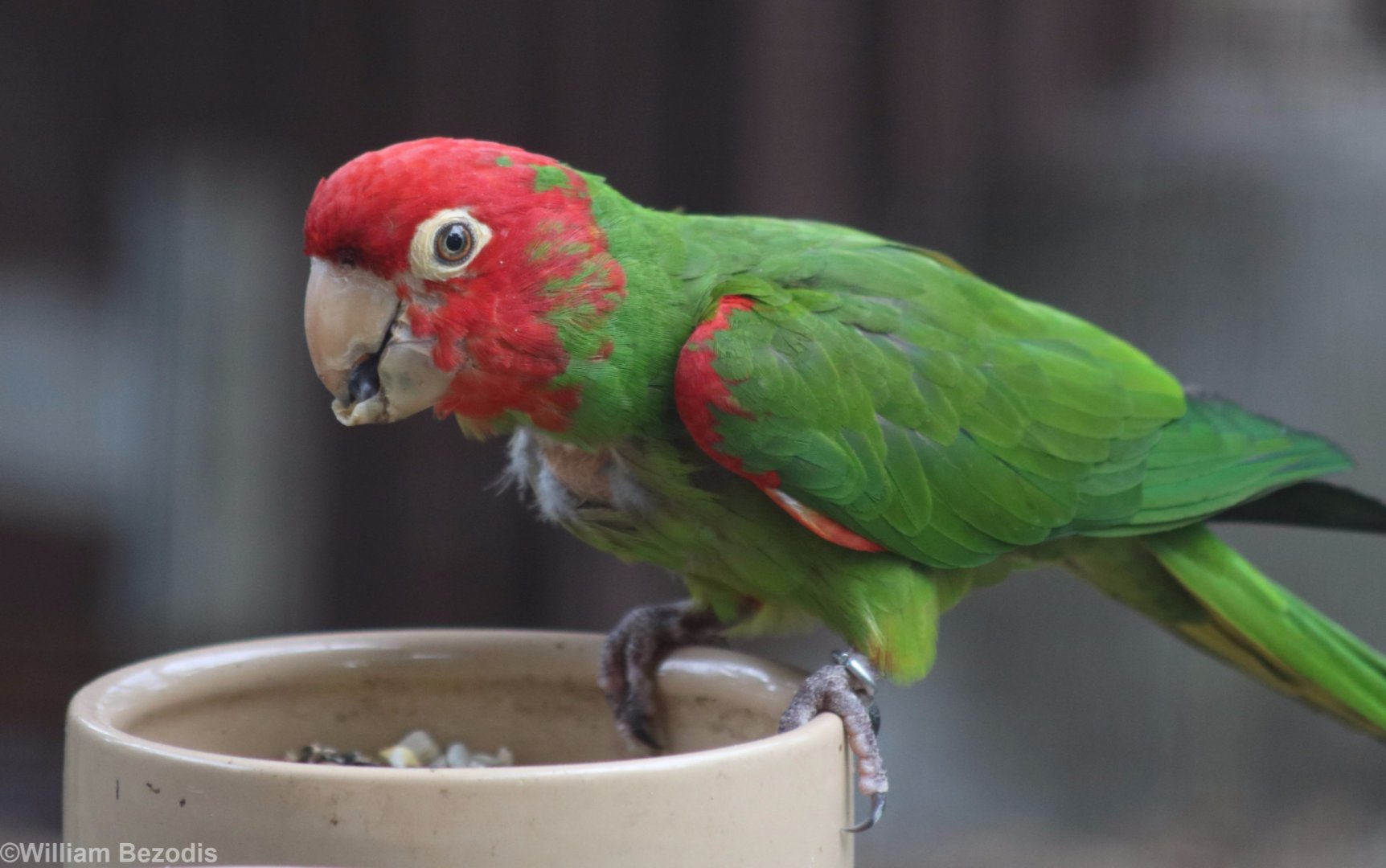 Red-masked Conure