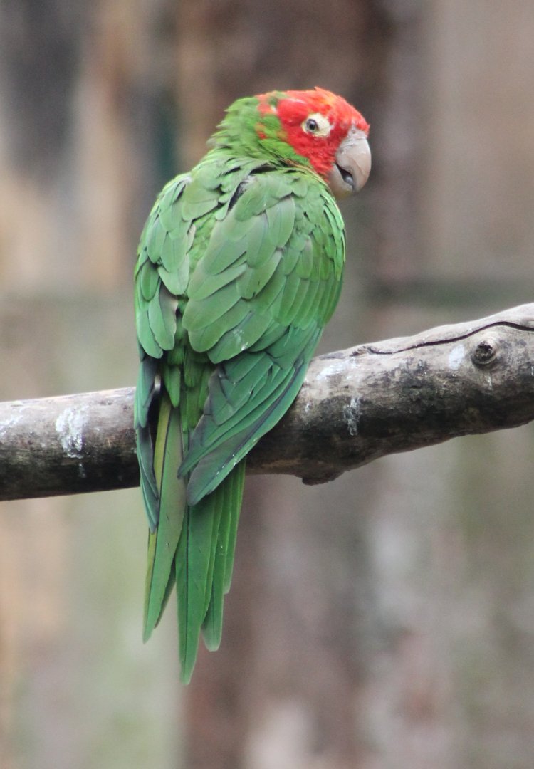Red-masked conure