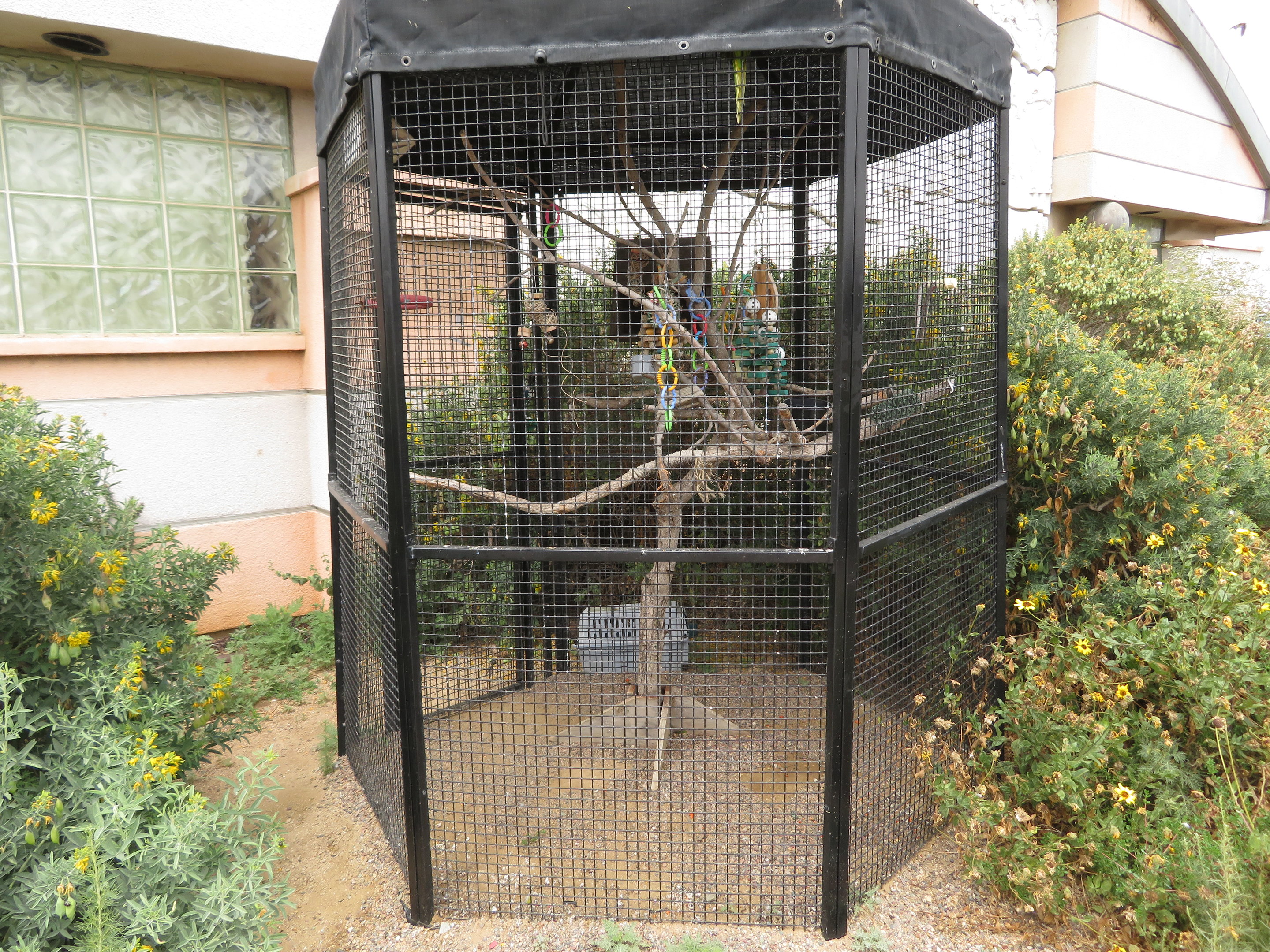 Red-masked Parakeet Cage
