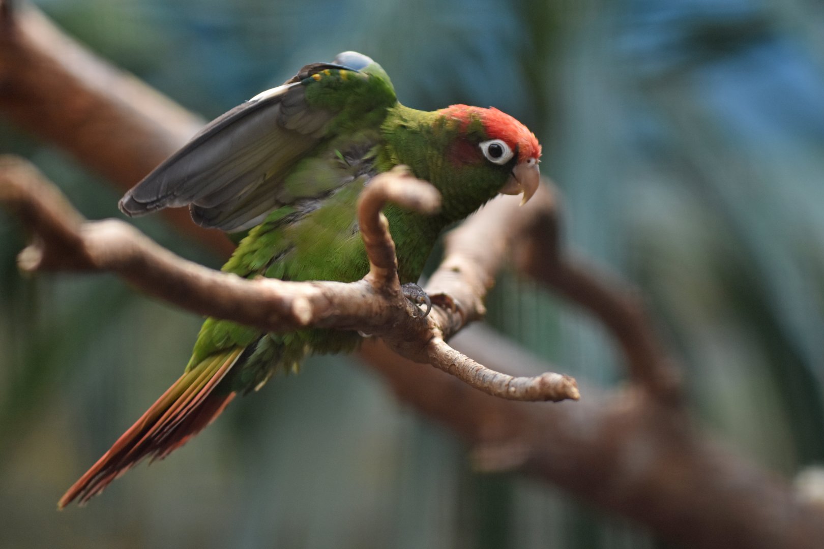 Red-masked parakeet (Psittacara erythrogenys)