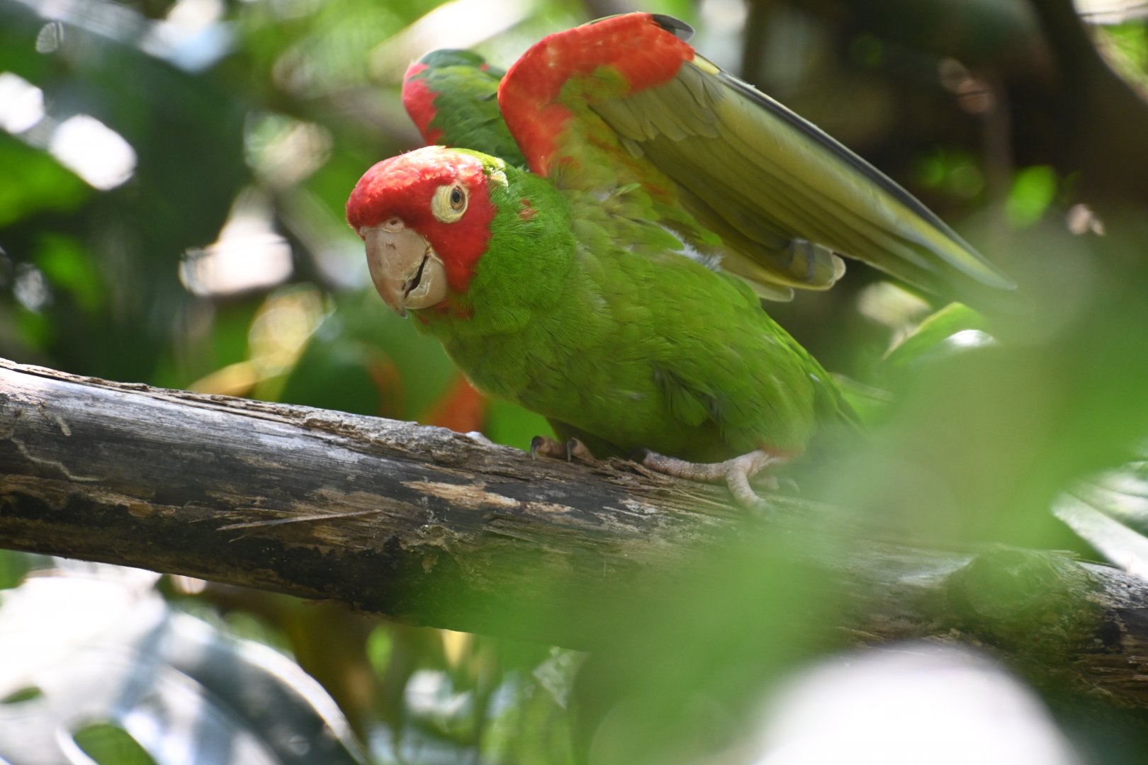 Red-masked parakeet (Psittacara erythrogenys)
