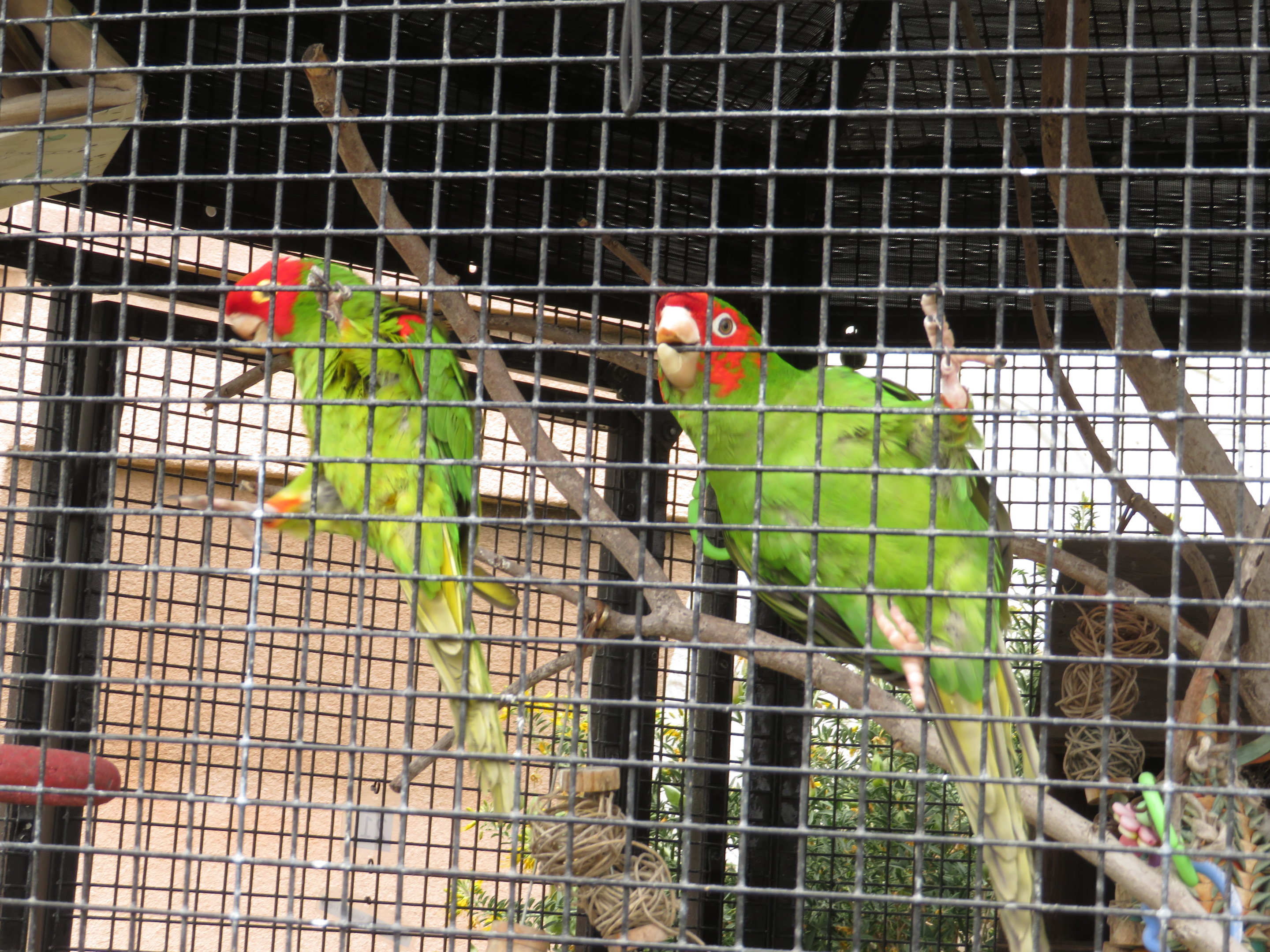 Red-masked Parakeets