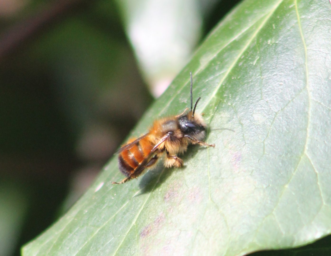 Red mason bee - Osmia bicornis