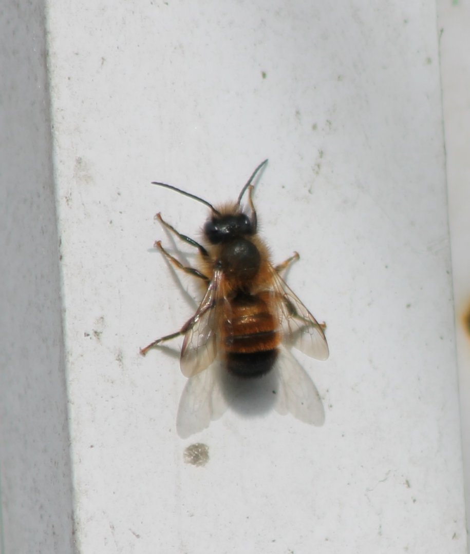 Red mason bee - Osmia bicornis