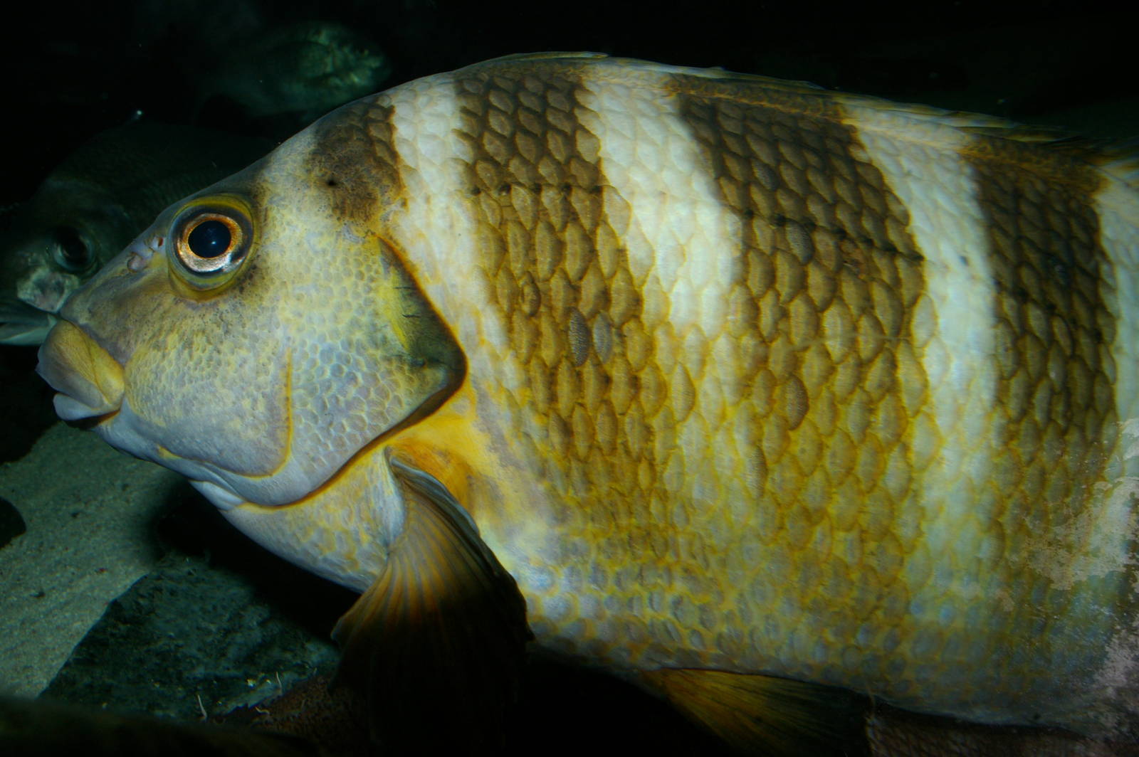 red moki (Cheilodactylus spectabilis)
