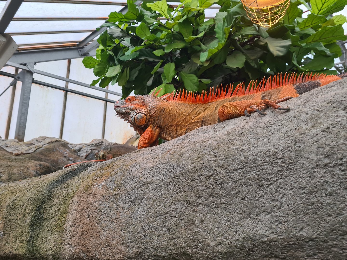 Red morph Green iguana in Butterfly valley
