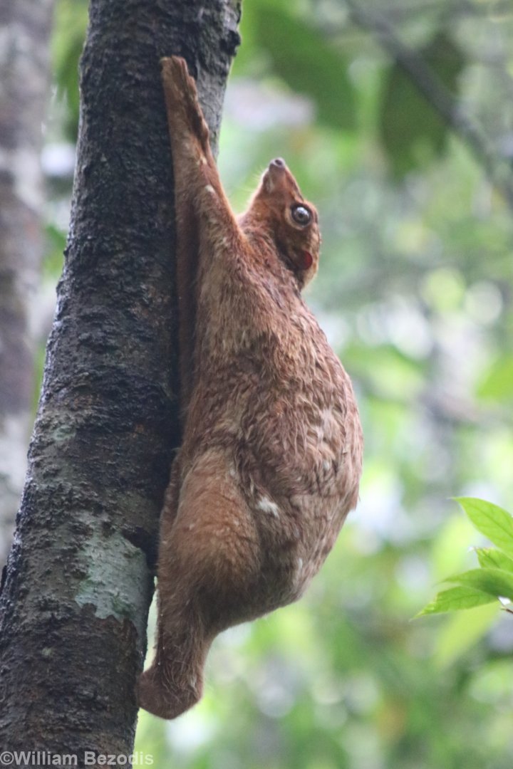 "Red morph" Sunda Colugo