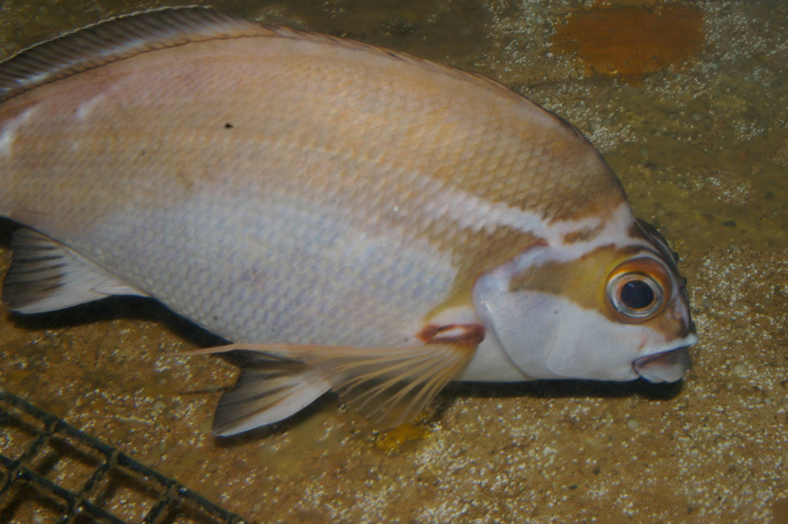 red morwong (Cheilodactylus fuscus)