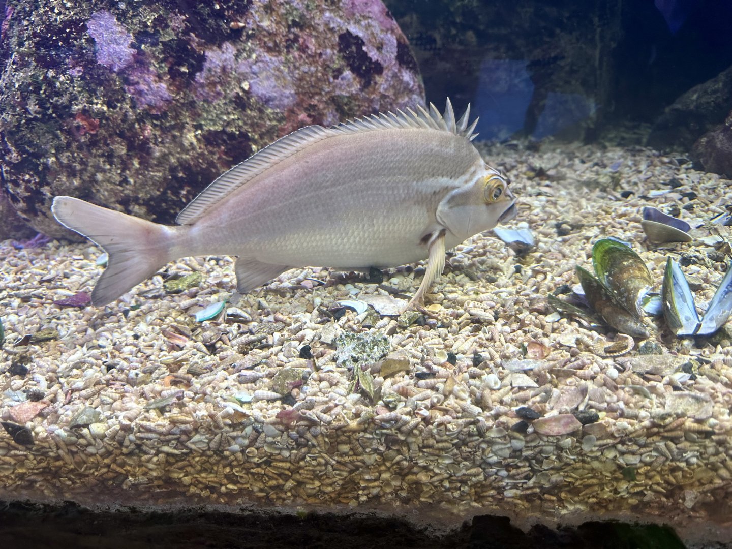 Red morwong (Cheilodactylus fuscus)