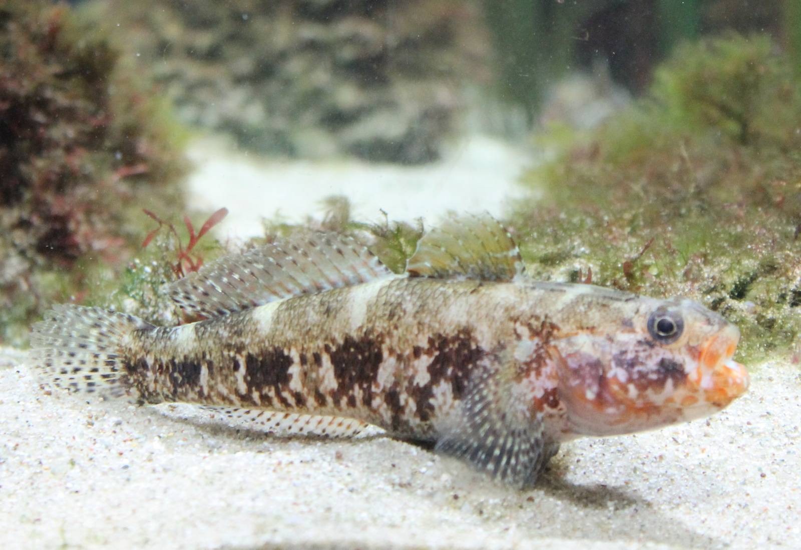 Red-mouth goby