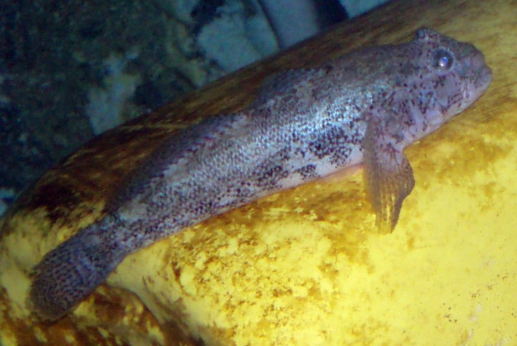 Red-mouthed Goby (Gobius cruentatus)