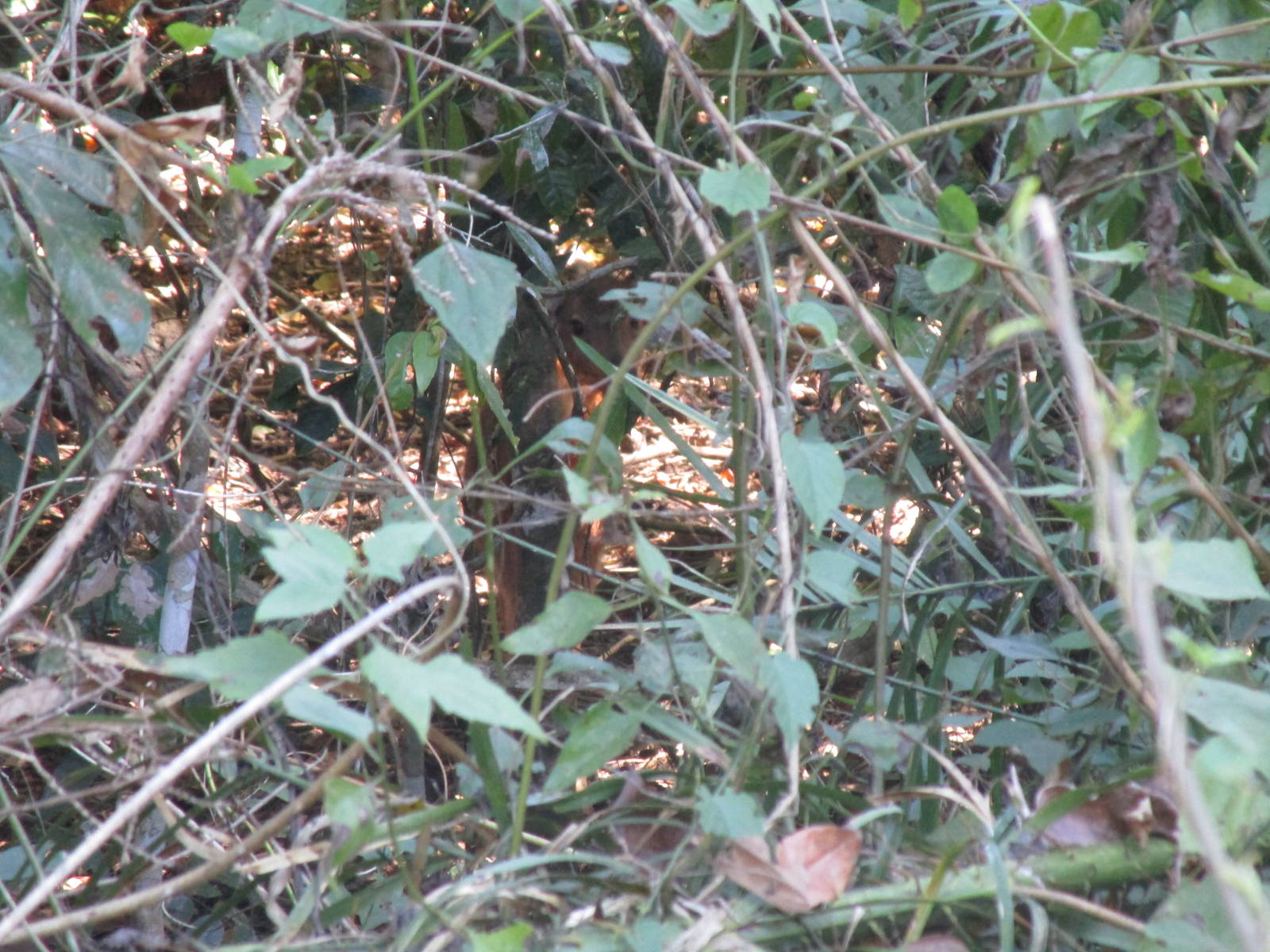 Red Muntjac - Cat Tien