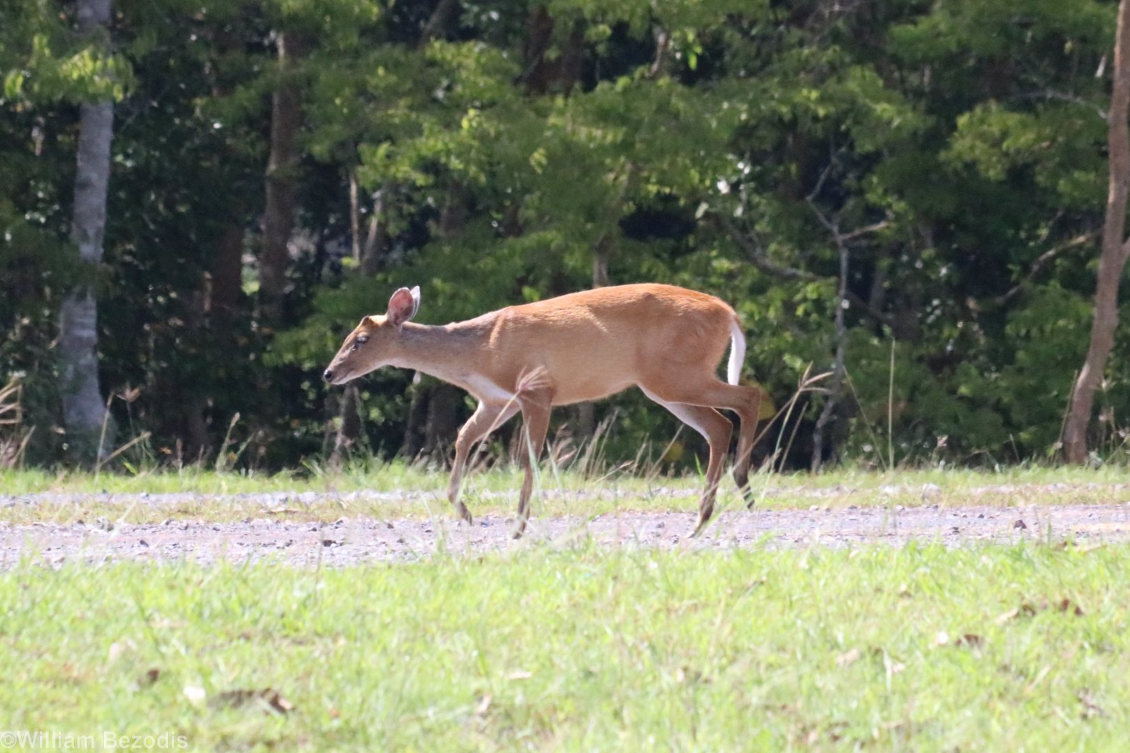 Red Muntjac - Khao Yai National Park