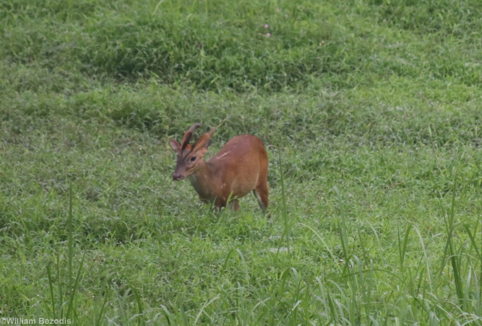 Red Muntjac - Taman Negara
