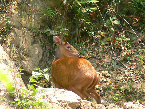 red muntjac