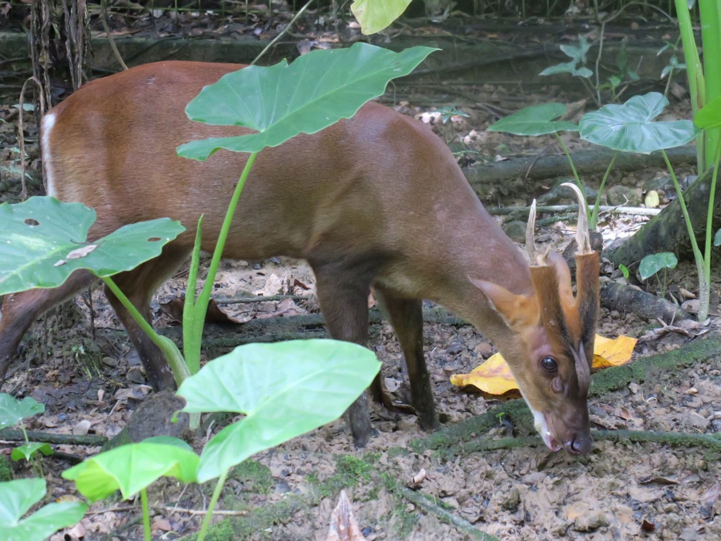 Red muntjac