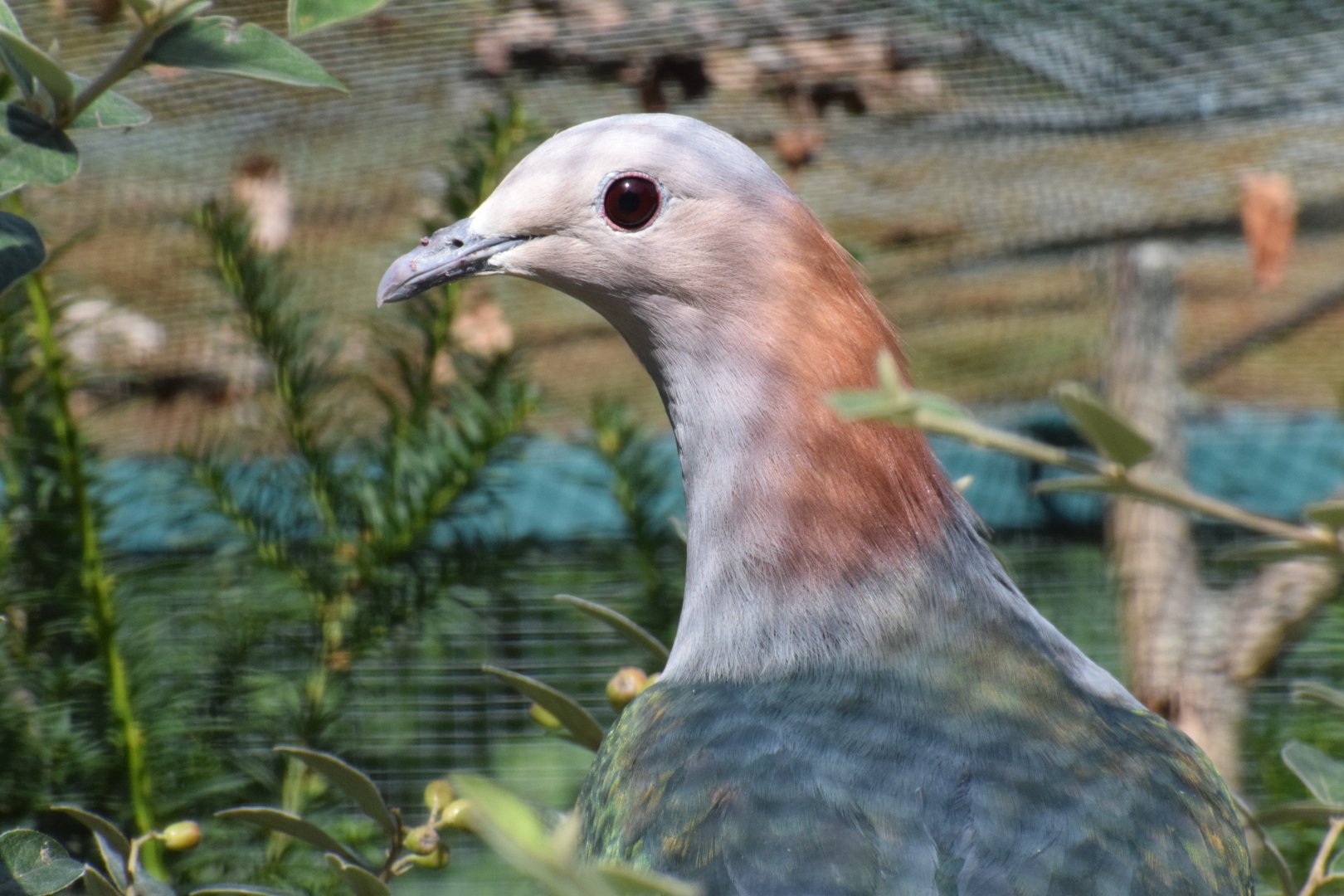 Red-nape imperial pigeon