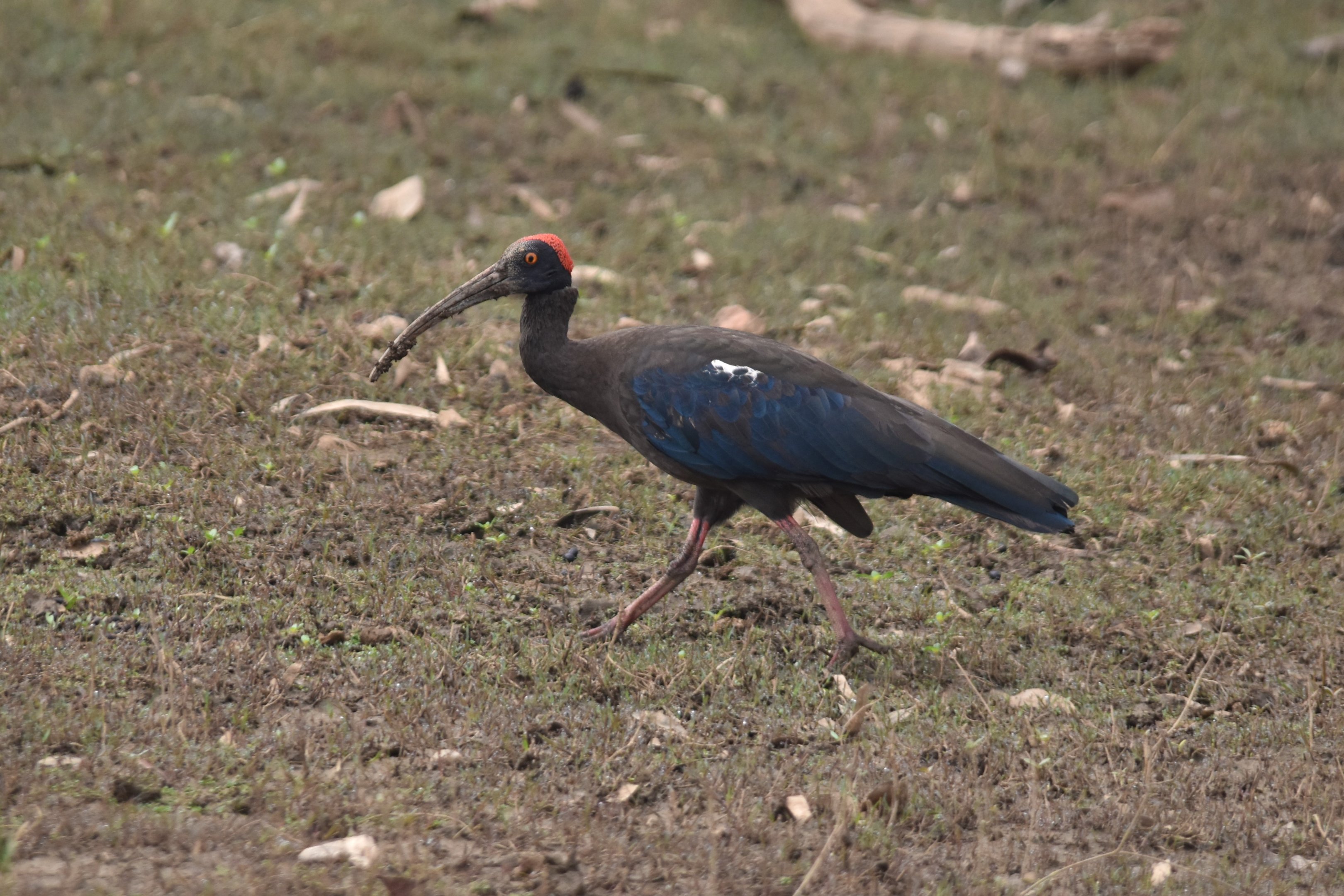 Red-naped Ibis, Nagarahole Tiger Reserve, 23rd November 2024