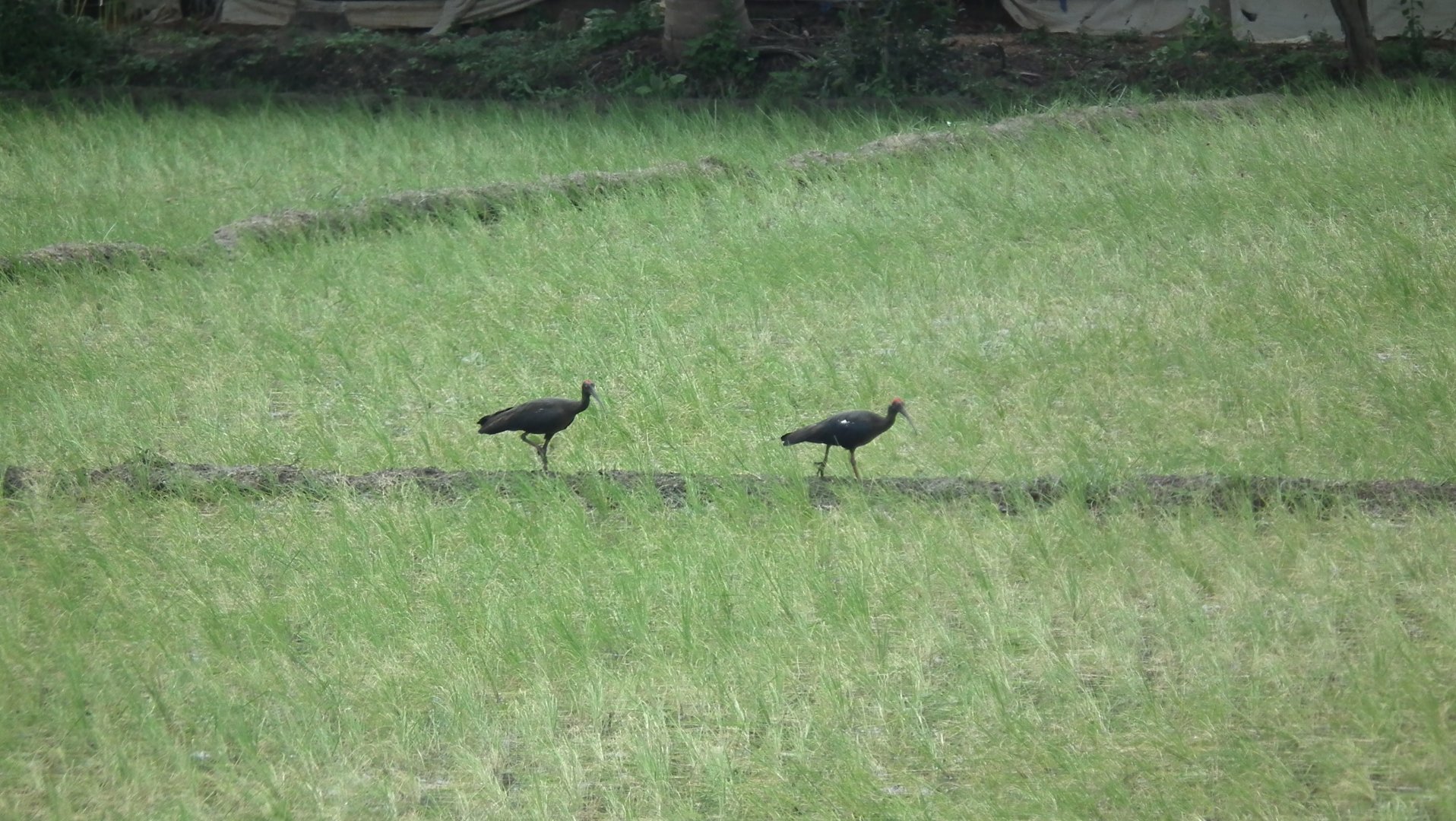 Red-naped Ibis (Pseudibis papillosa)