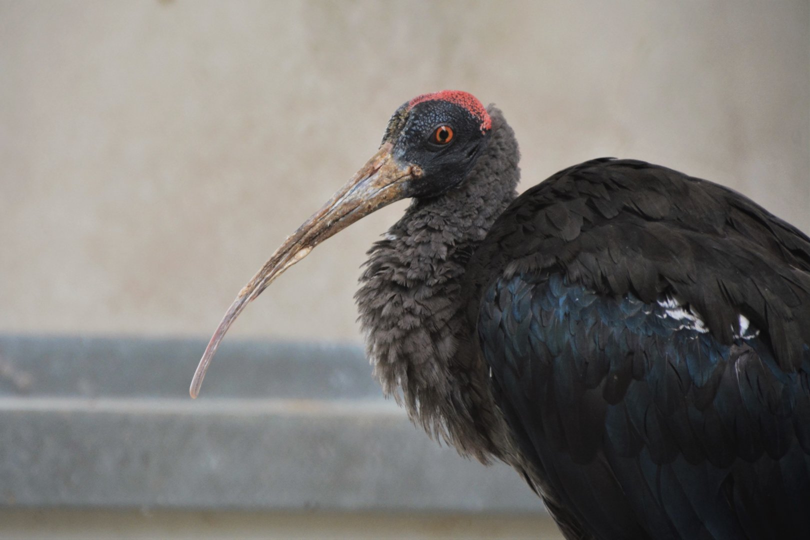 Red-naped ibis (Pseudibis papillosa)