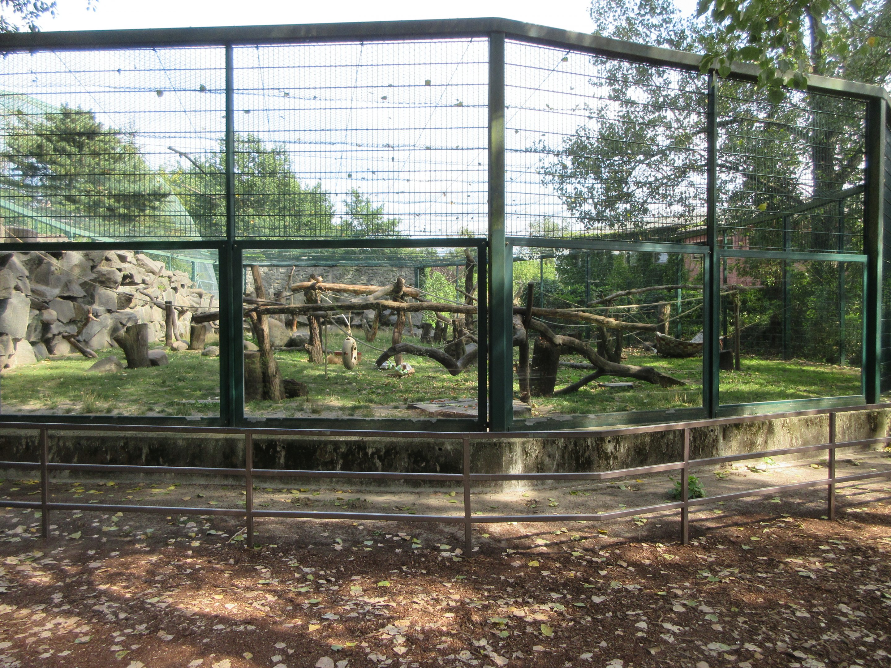 Red-naped Mangabey Exhibit