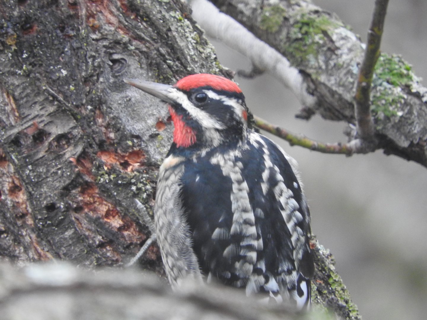 Red-naped Sapsucker