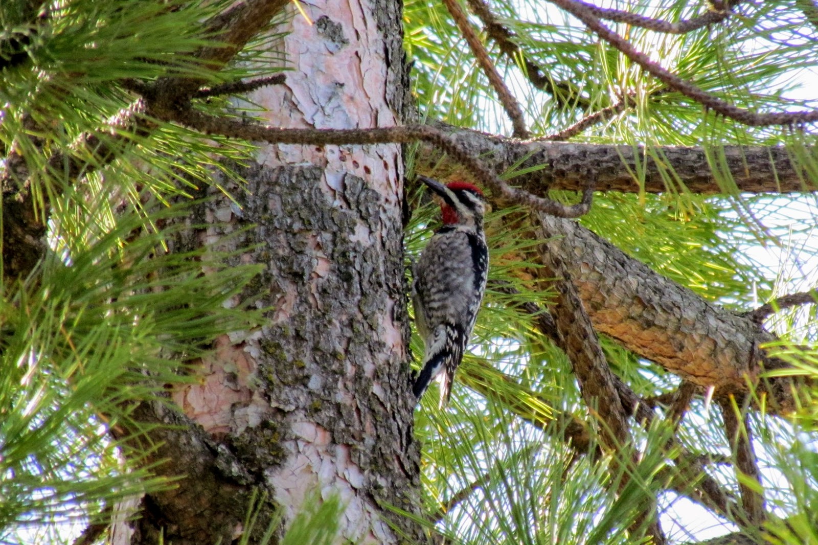 Red-naped Sapsucker