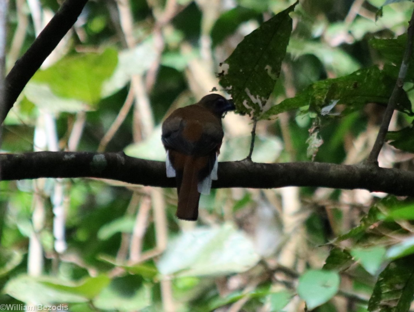 Red-naped Trogon - Taman Negara