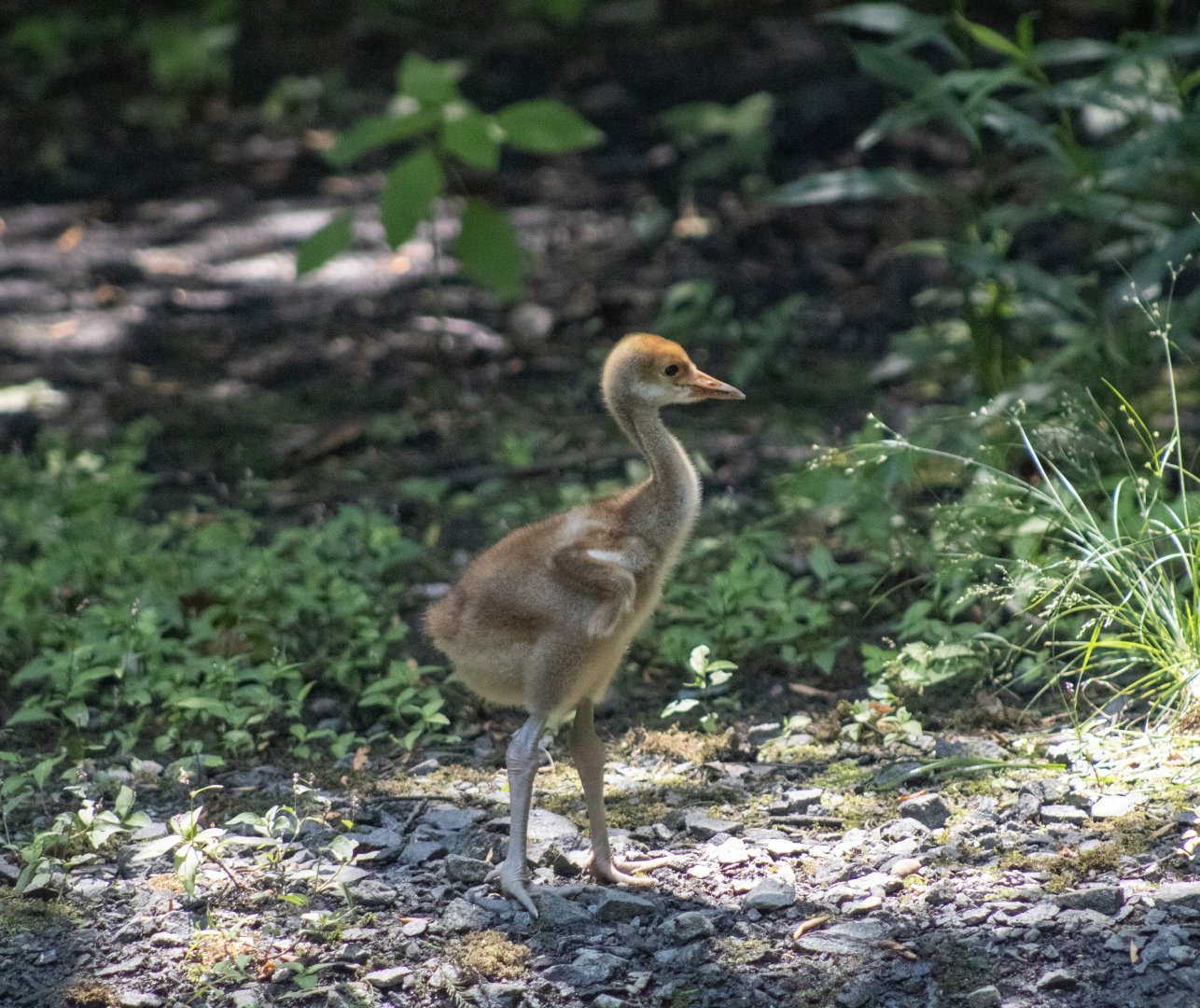 Red-napped Crane Chick