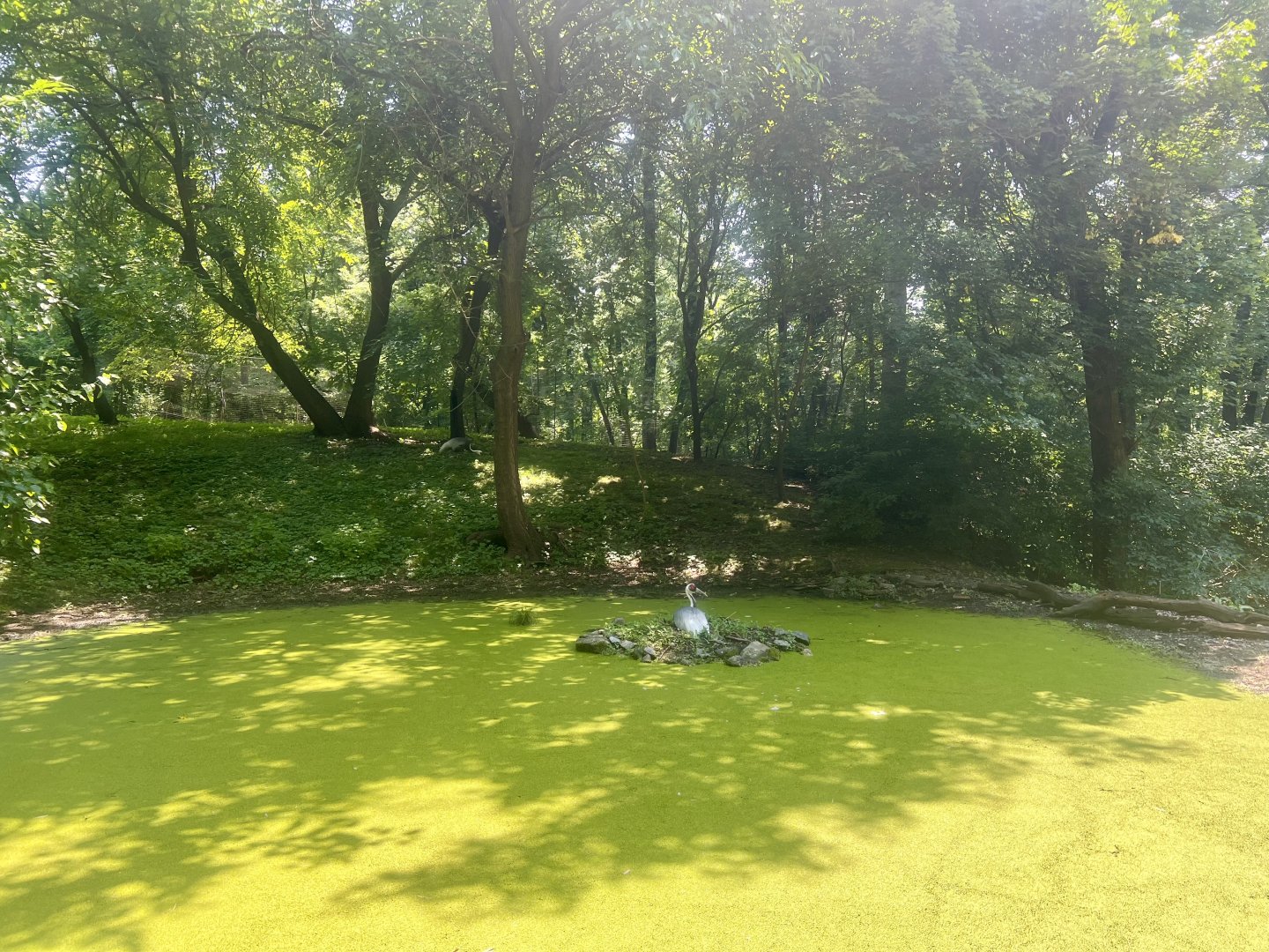 Red-napped Crane Exhibit