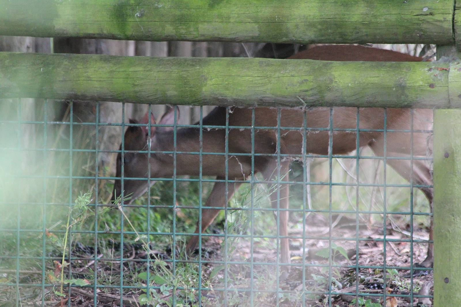 Red Natal Duiker - 28/8/2013
