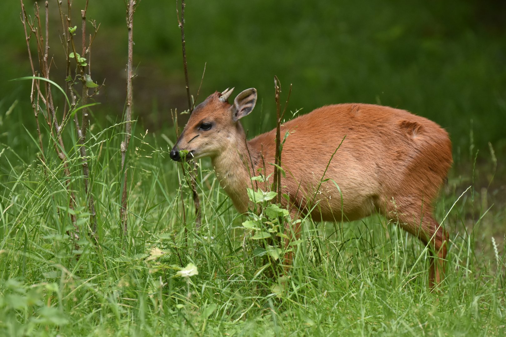 Red Natal duiker (Cephalophus natalensis)