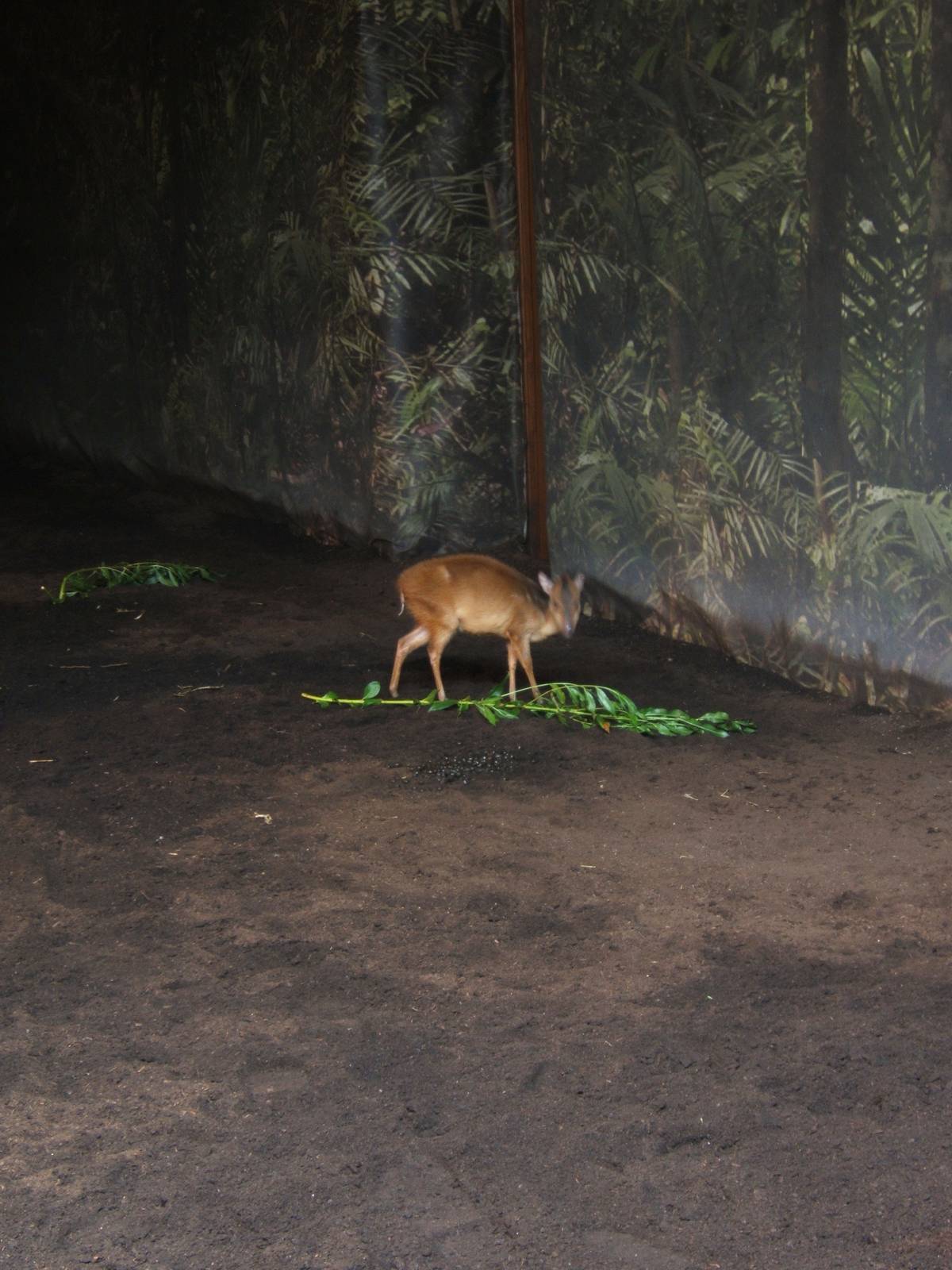 Red Natal Duiker