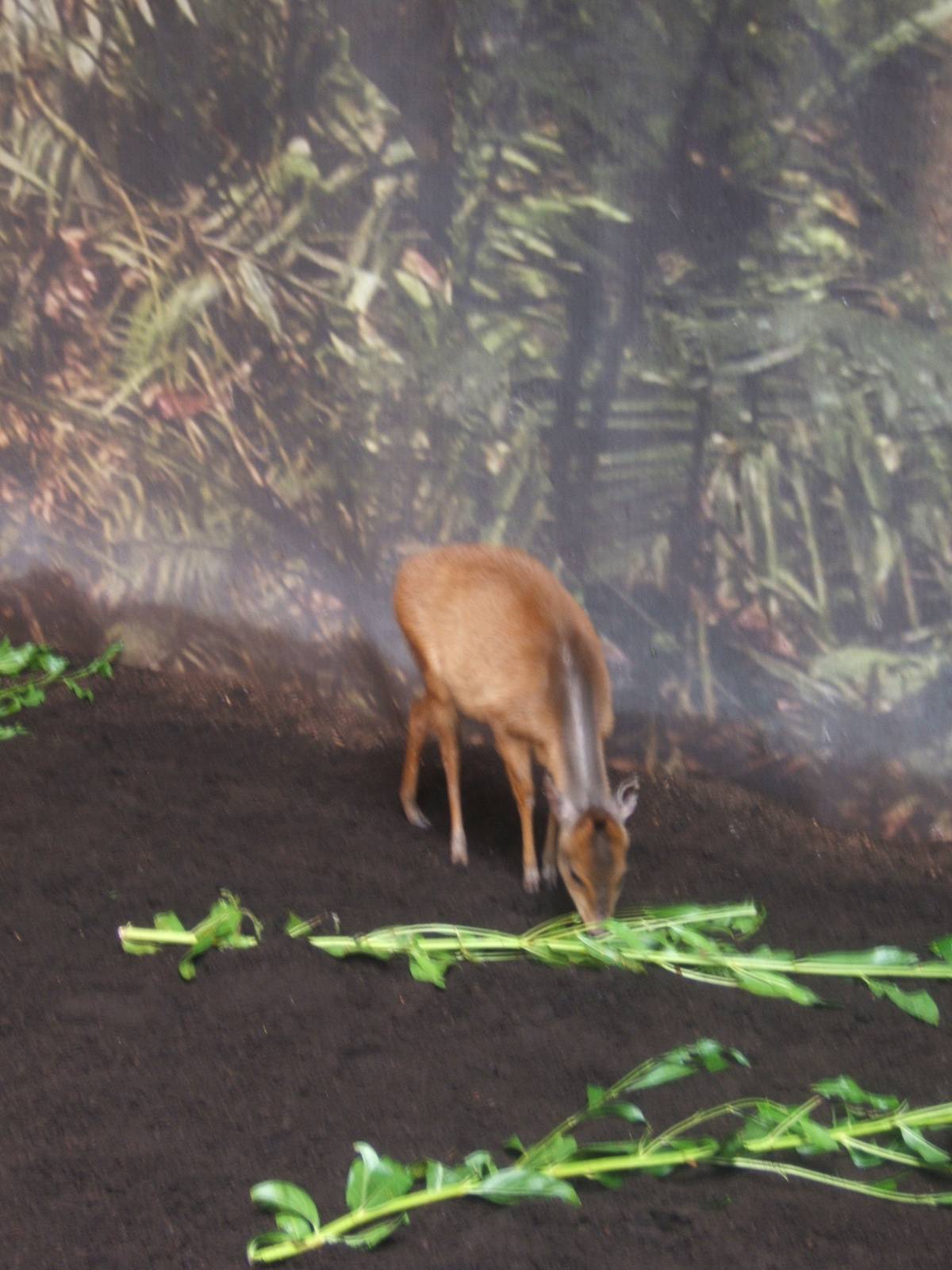 Red Natal Duiker