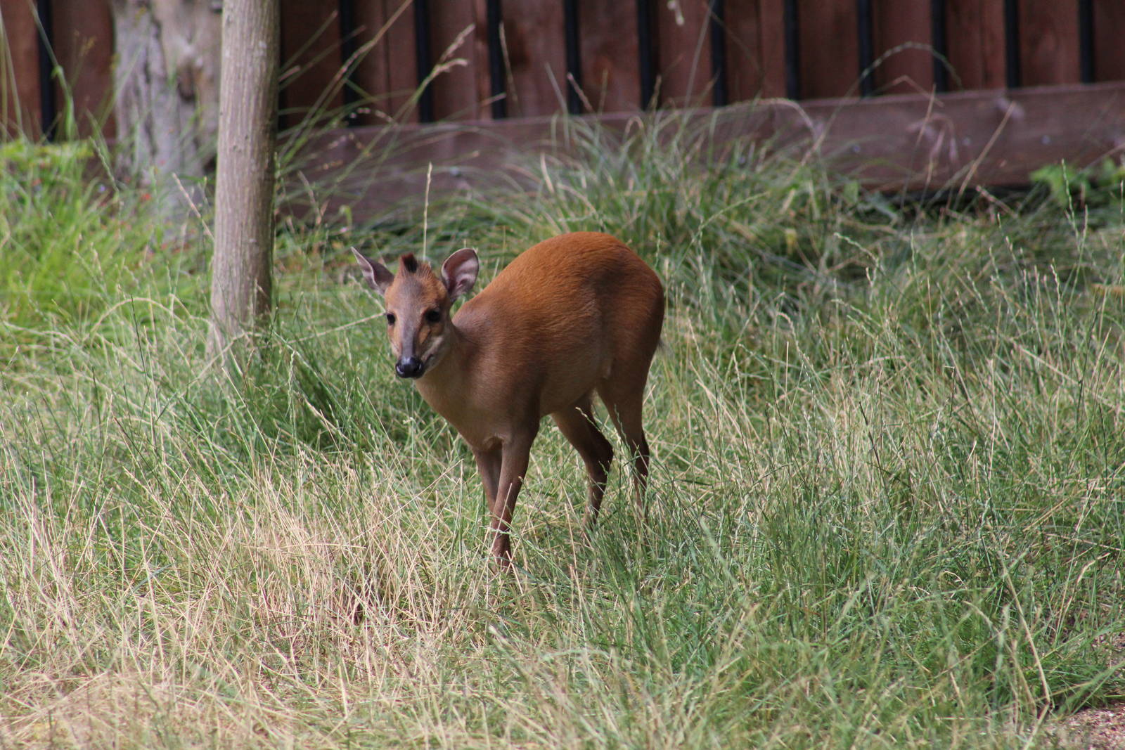 Red Natal Duiker