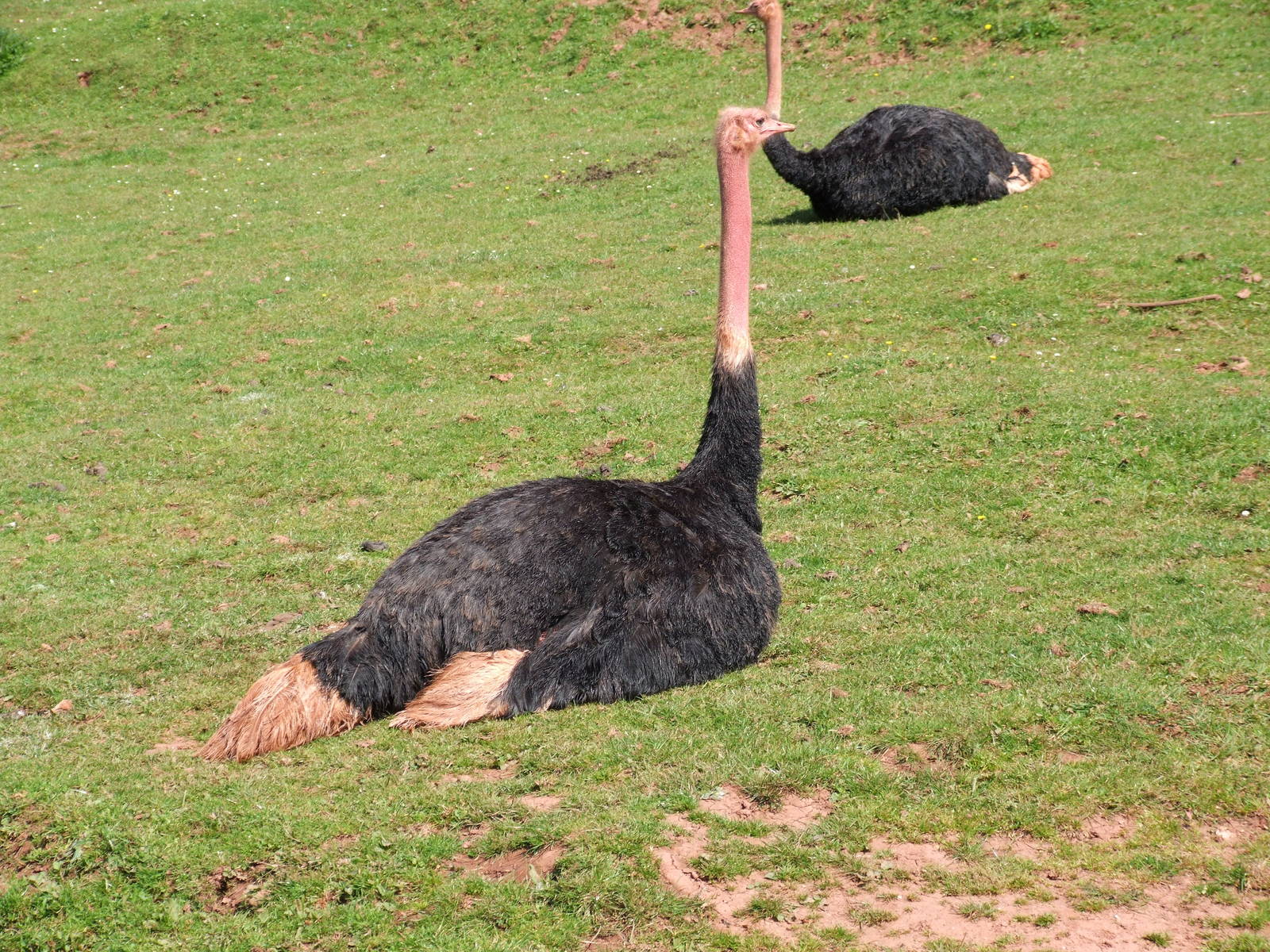 Red Neck Ostrich
