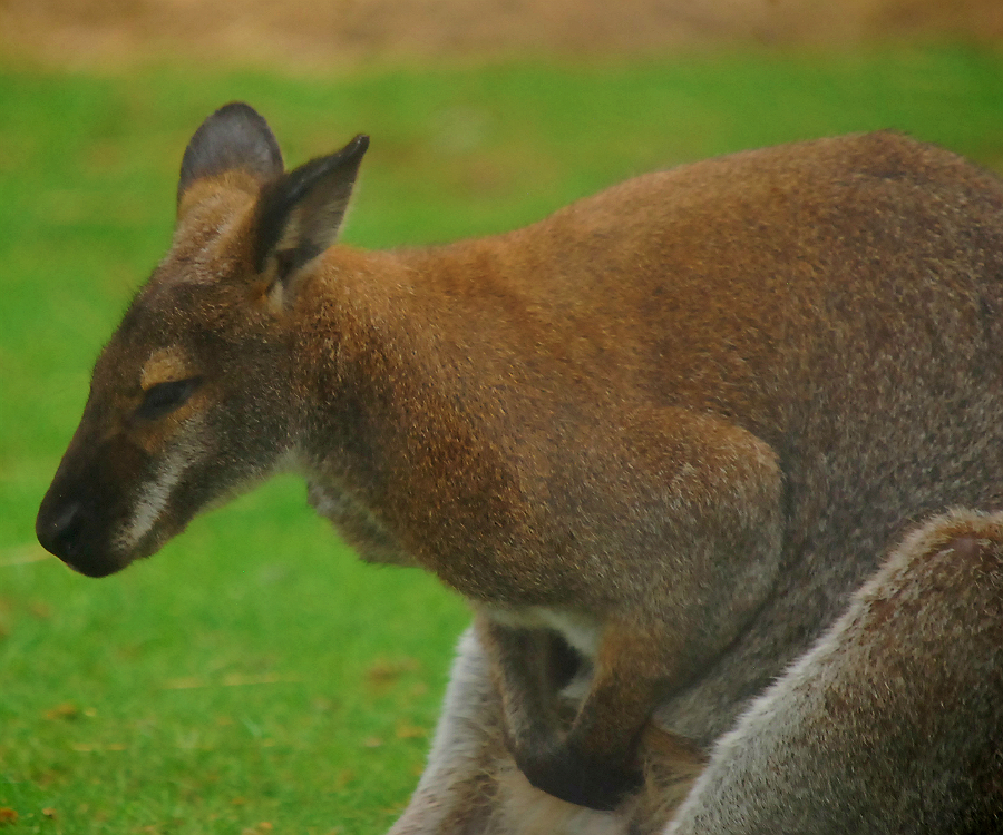 RED NECK WALLABY