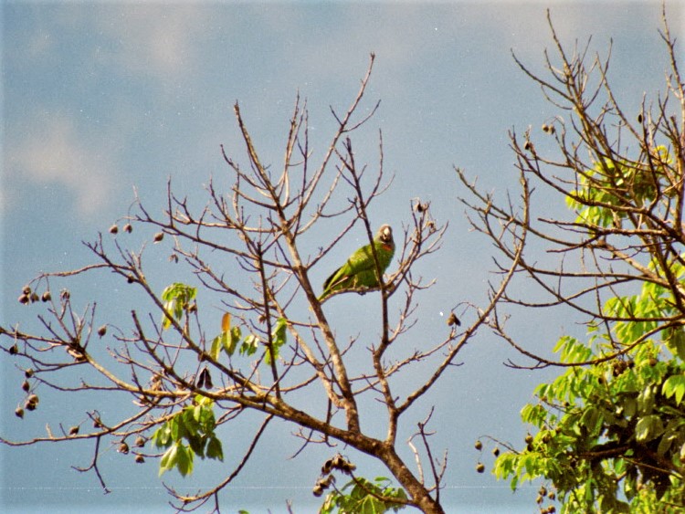 Red-necked Amazon, Dominica, 2007