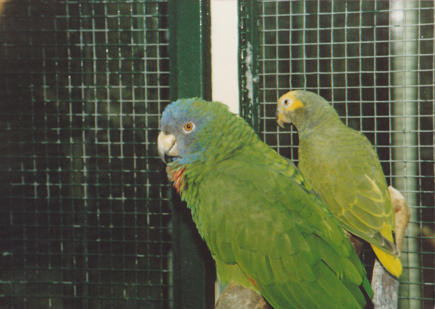 Red-necked amazon parrot