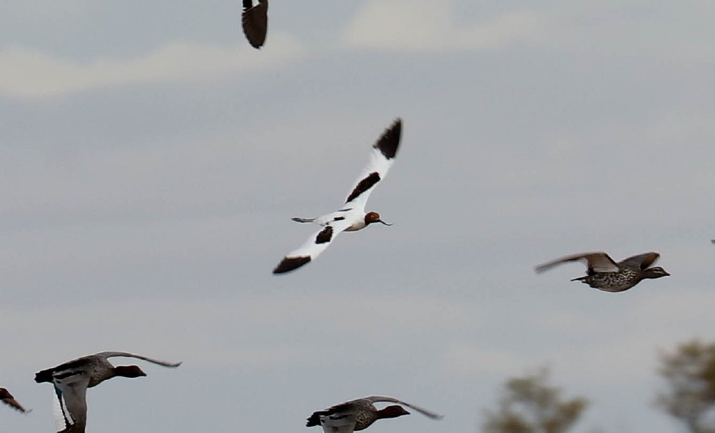 Red-necked Avocet in flight