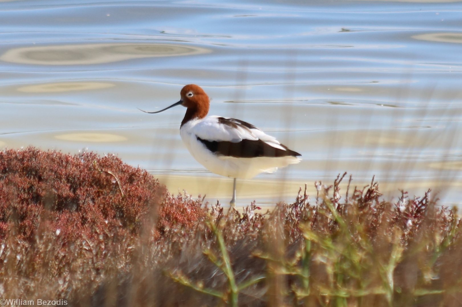 Red-necked Avocet - Rottnest Island