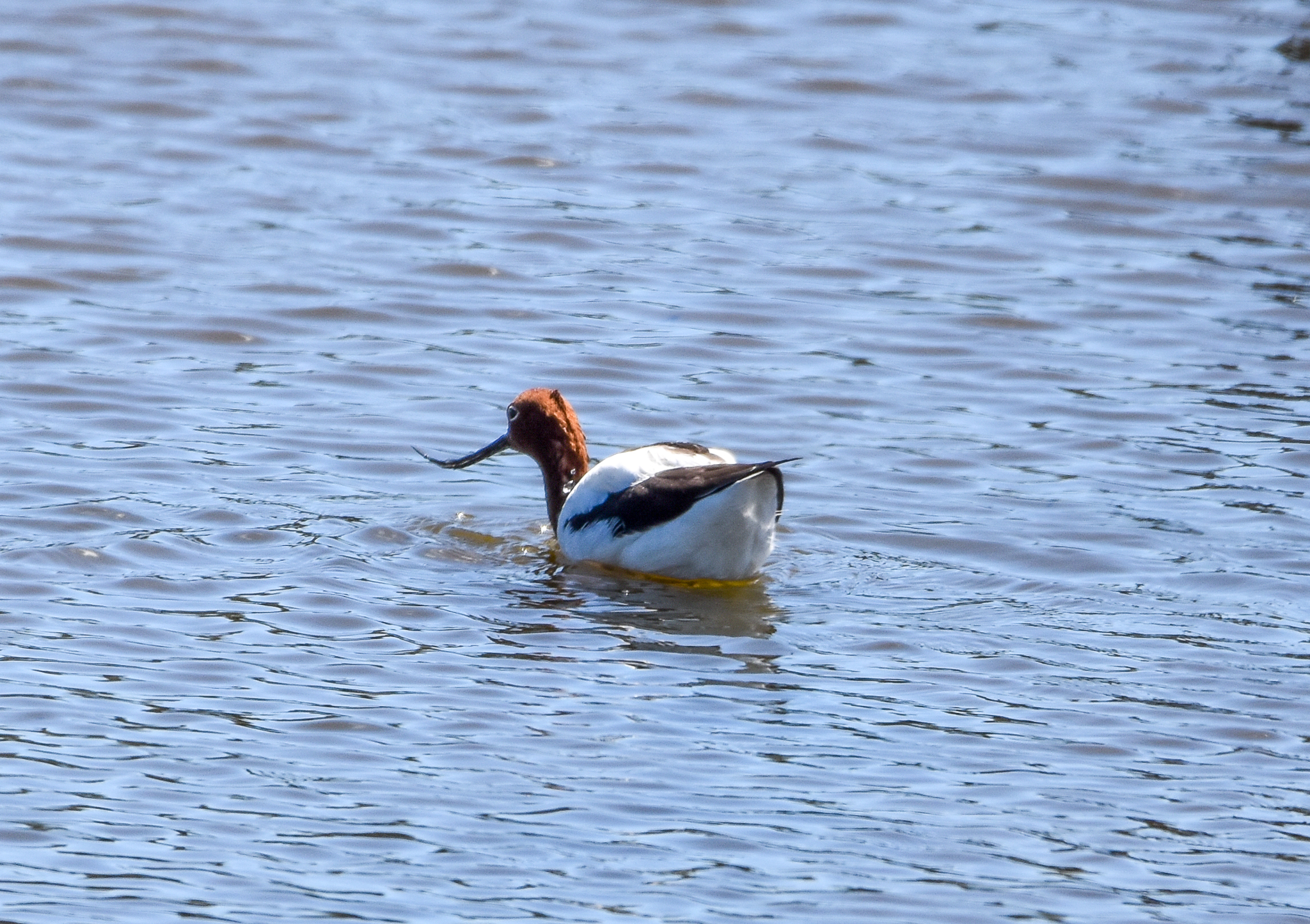 Red-necked Avocet