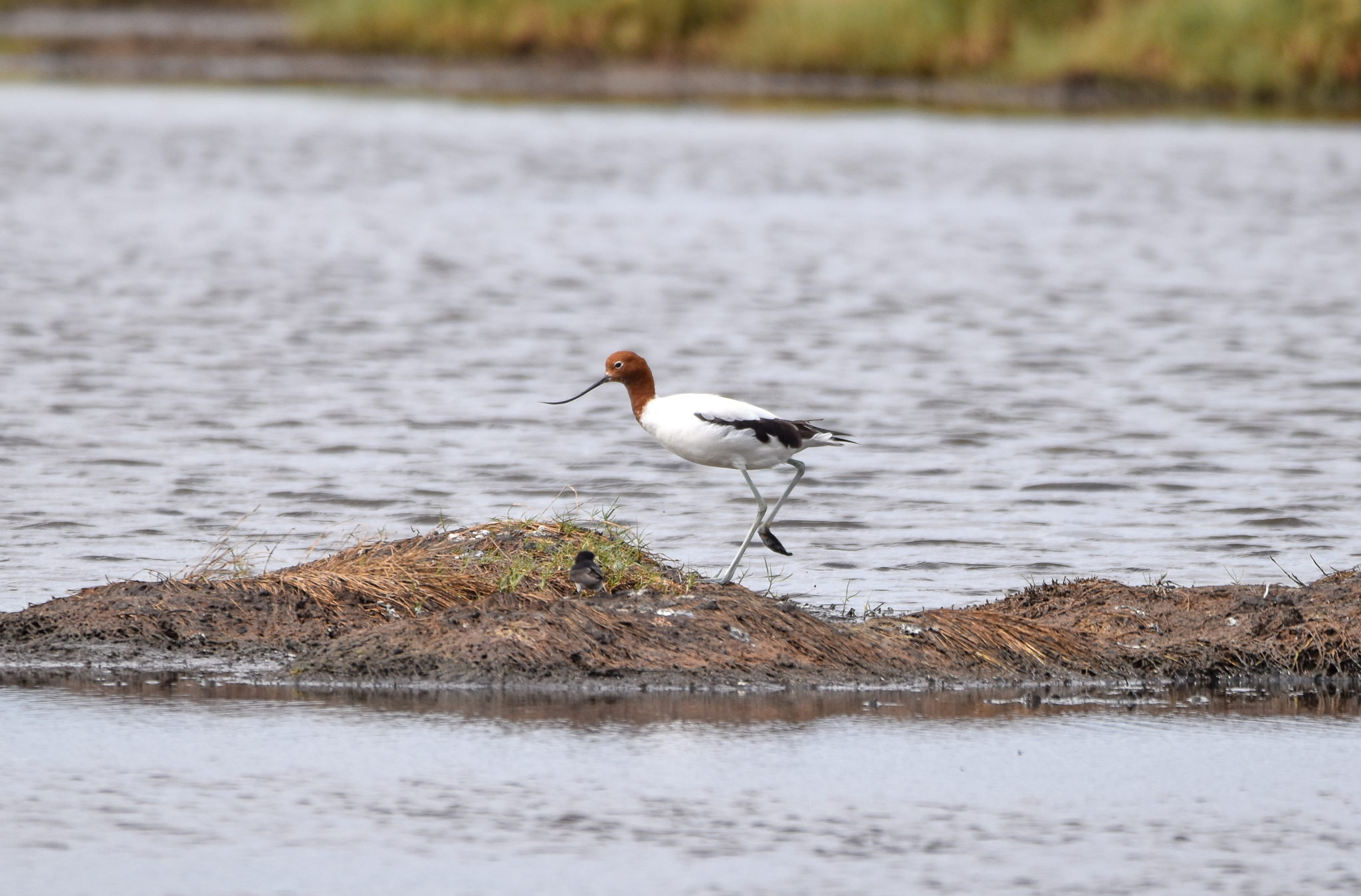 Red-necked Avocet